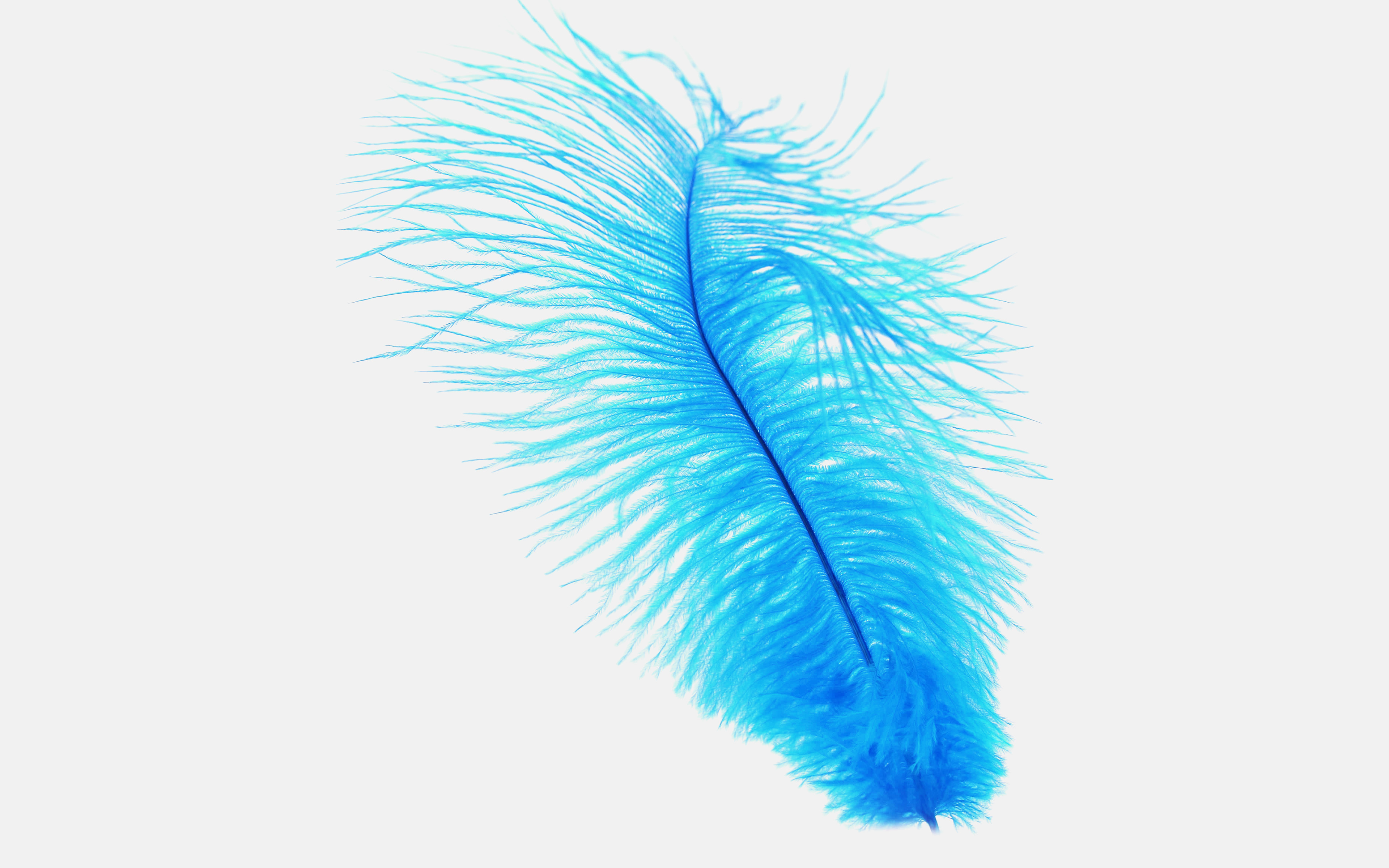Blue Feather, HD Birds, 4k Wallpapers, Images, Backgrounds 