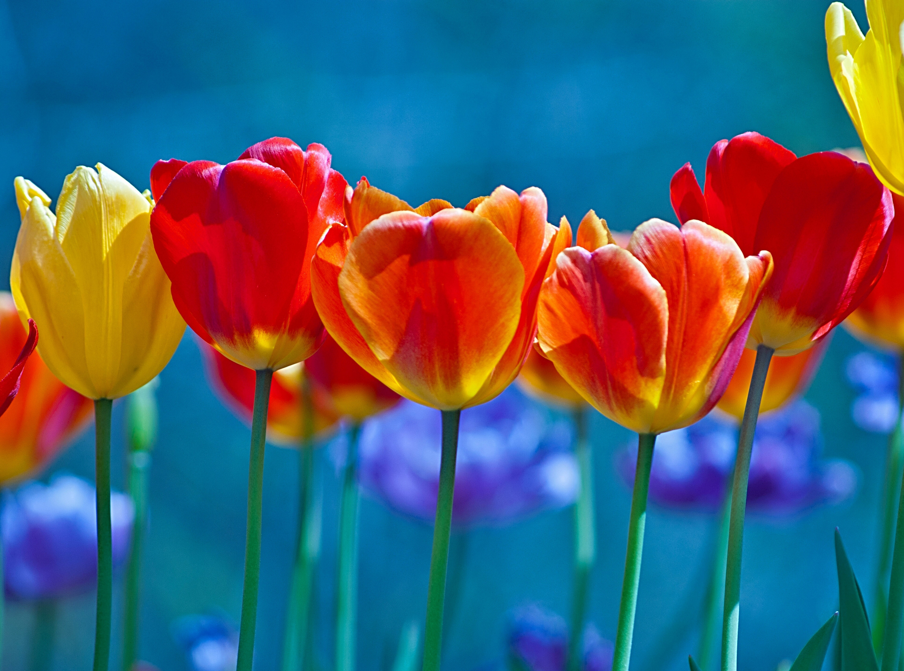 Download Brightly Colored Tulips, HD Flowers, 4k Wallpapers, Images ...
