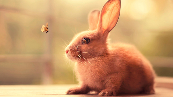 Bunny Cute, HD Animals, 4k Wallpapers, Images, Backgrounds, Photos and ...