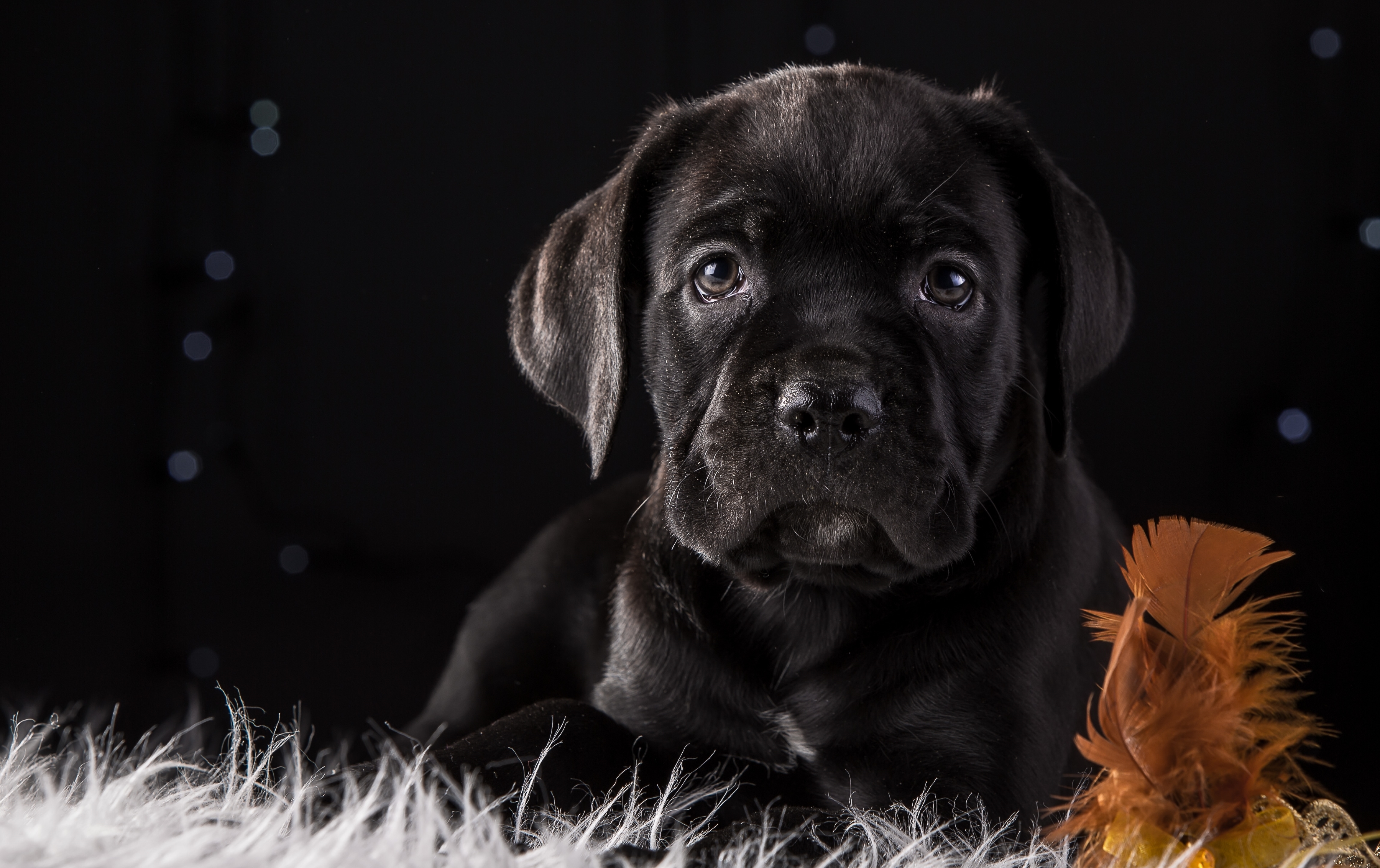 Cane Corso Dog Puppy 4k HD, HD Animals, 4k Wallpapers, Images