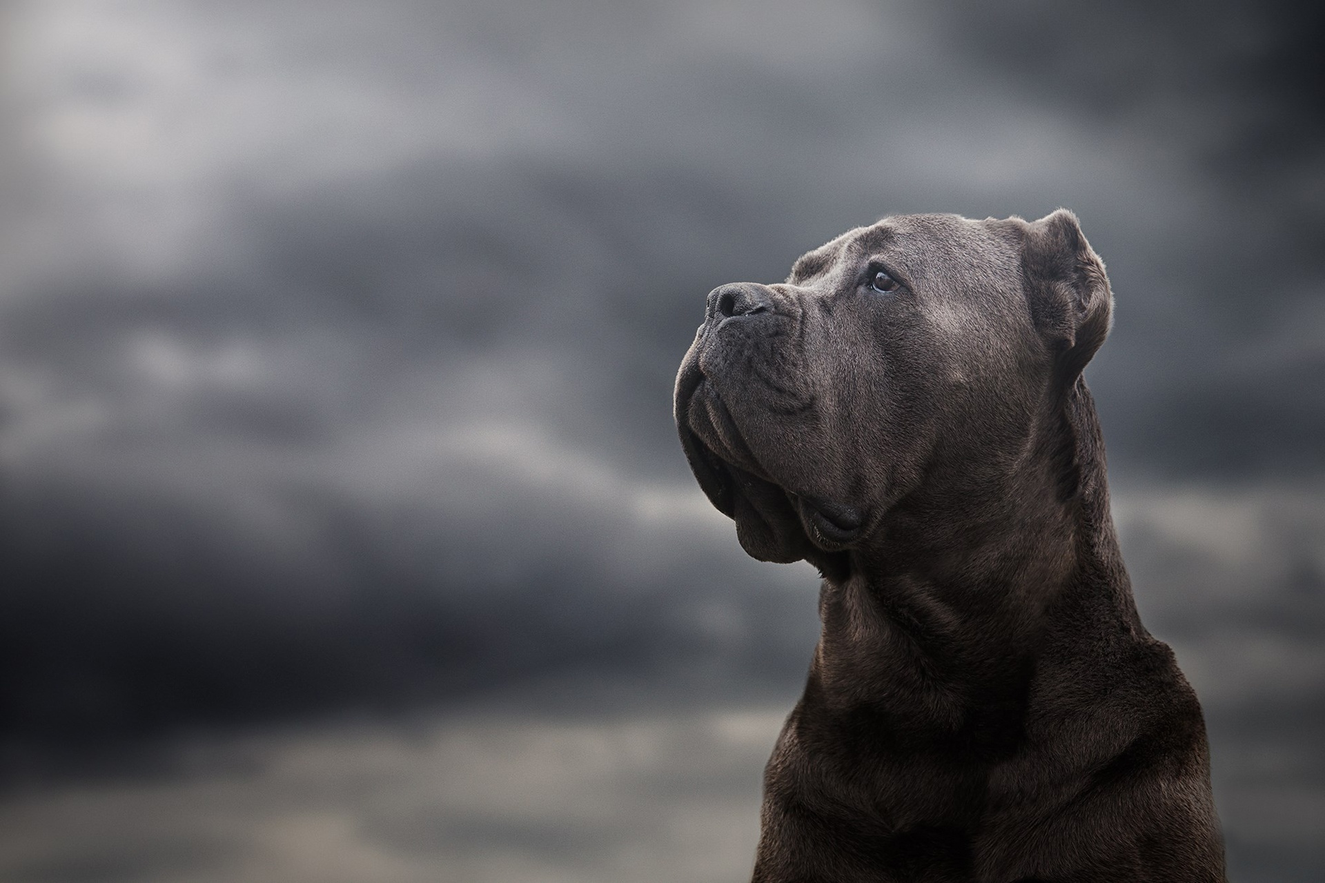 1920x1080 Cane Corso Laptop Full HD 1080P HD 4k Wallpapers, Images, Backgrounds, Photos and Pictures