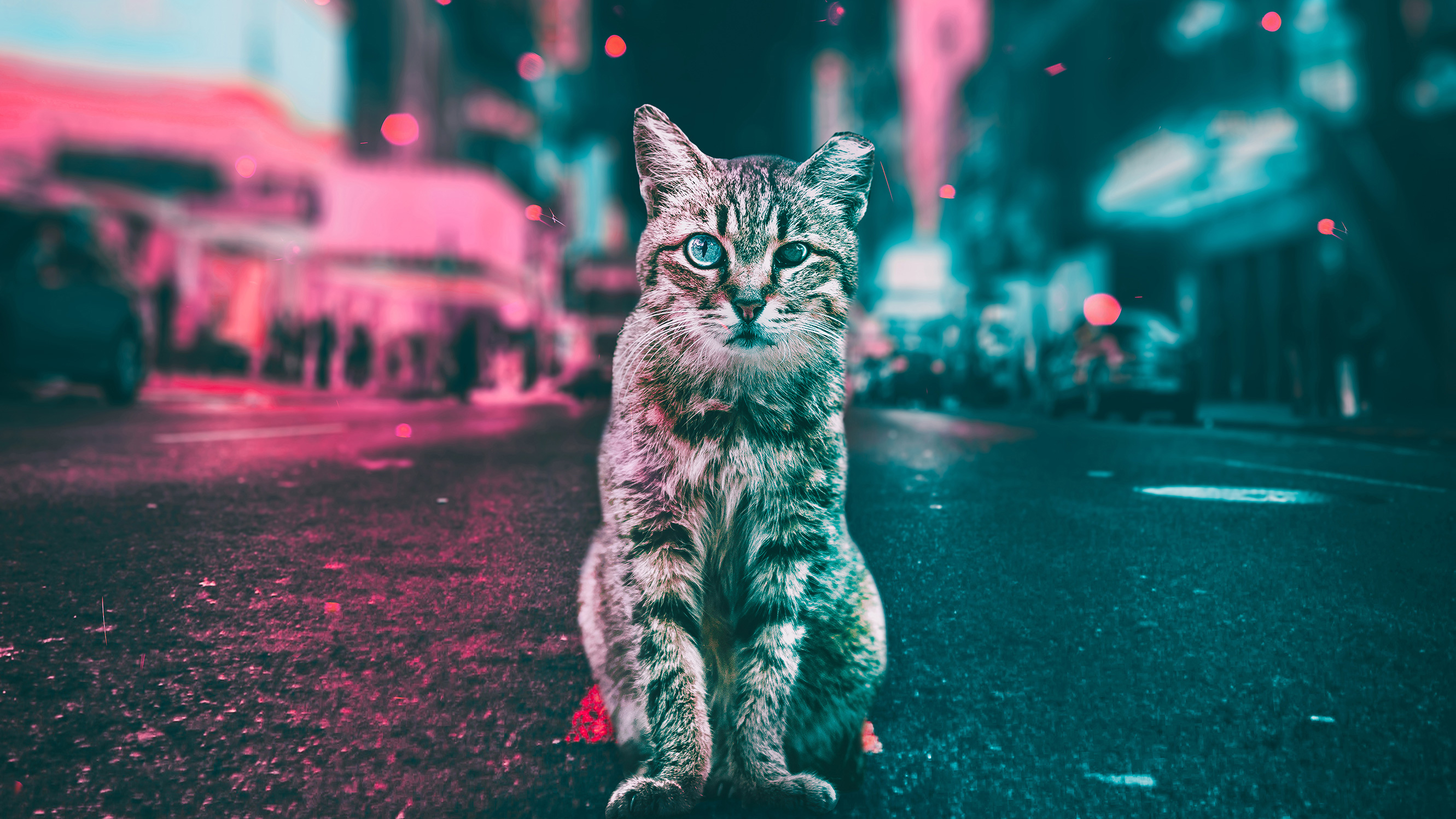 Cat Road Lights, HD Animals, 4k Wallpapers, Images, Backgrounds, Photos