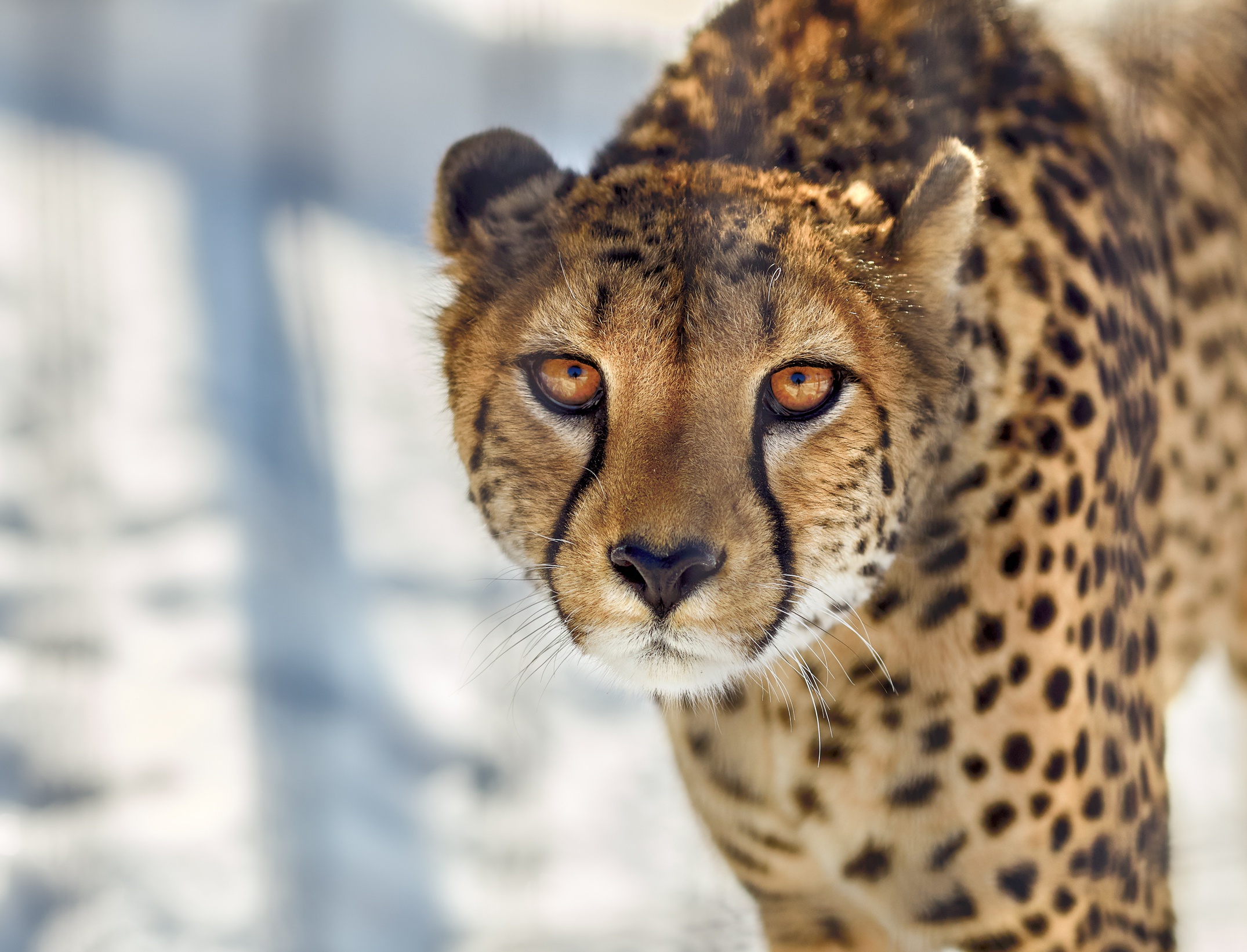 1920x1080 Cheetah Close Up Laptop Full HD 1080P HD 4k Wallpapers