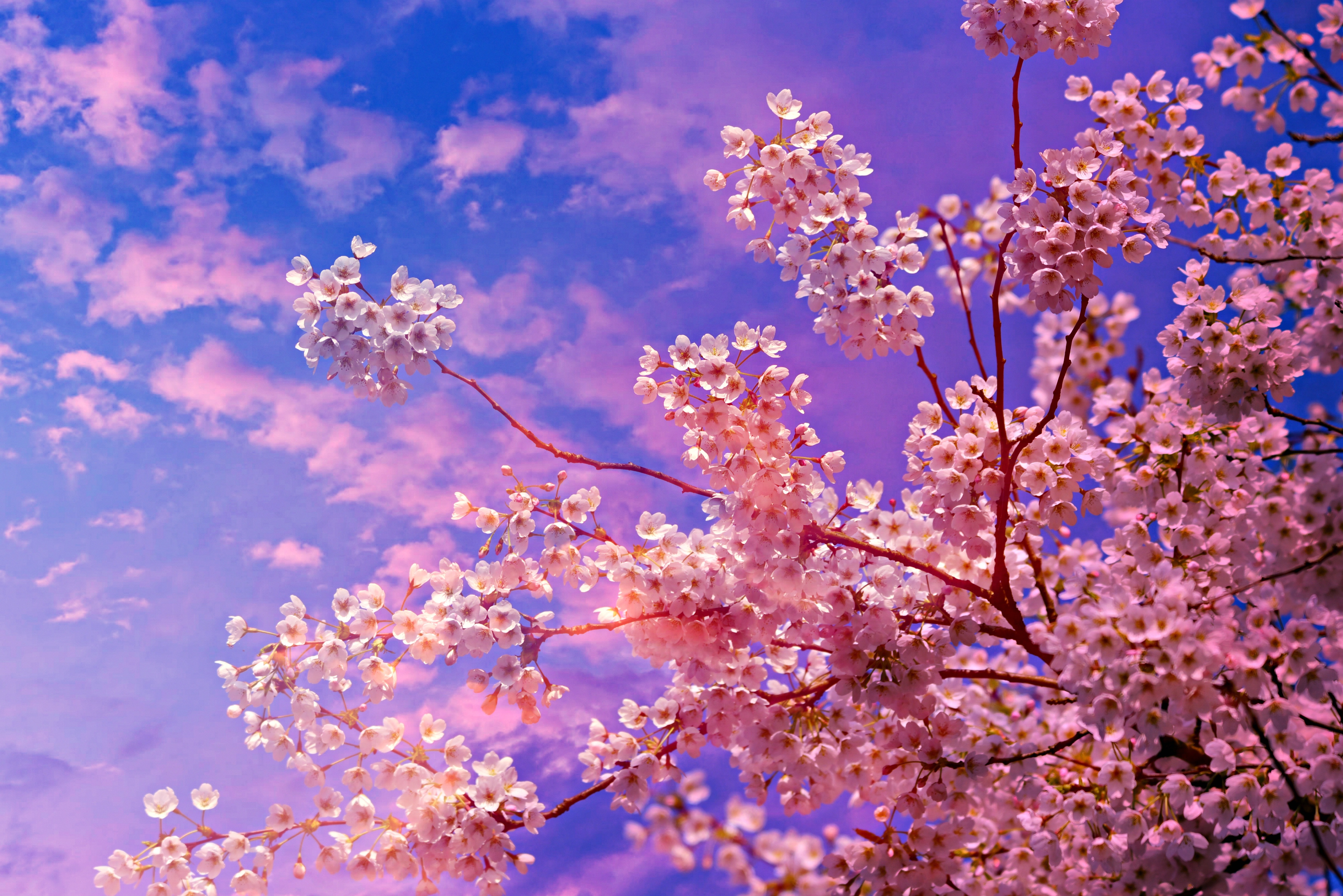 Cherry Blossom Tree And Mountain Free Fire Desktop