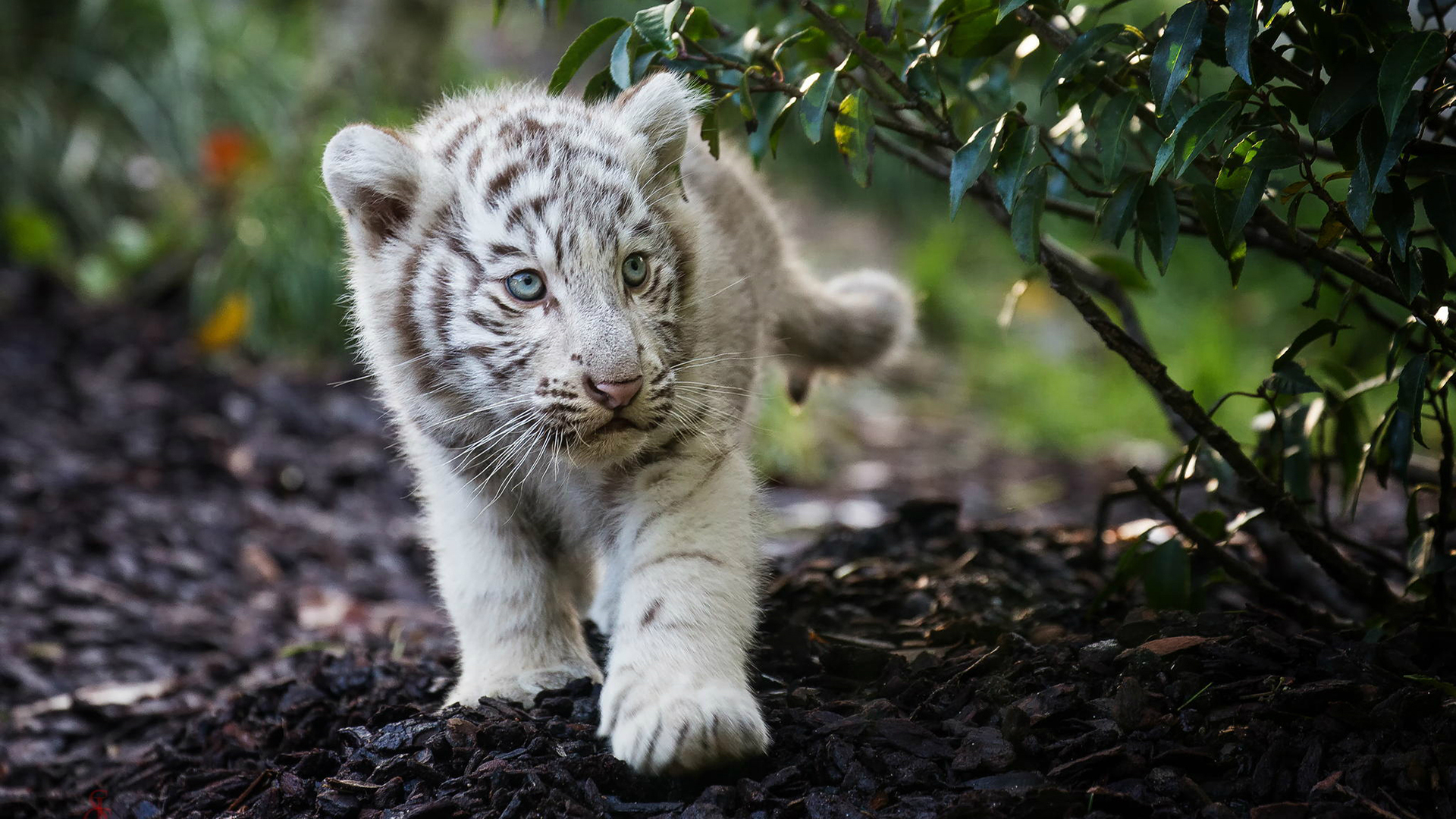 Cute Cub Bengal White Tiger, HD Animals, 4k Wallpapers, Images