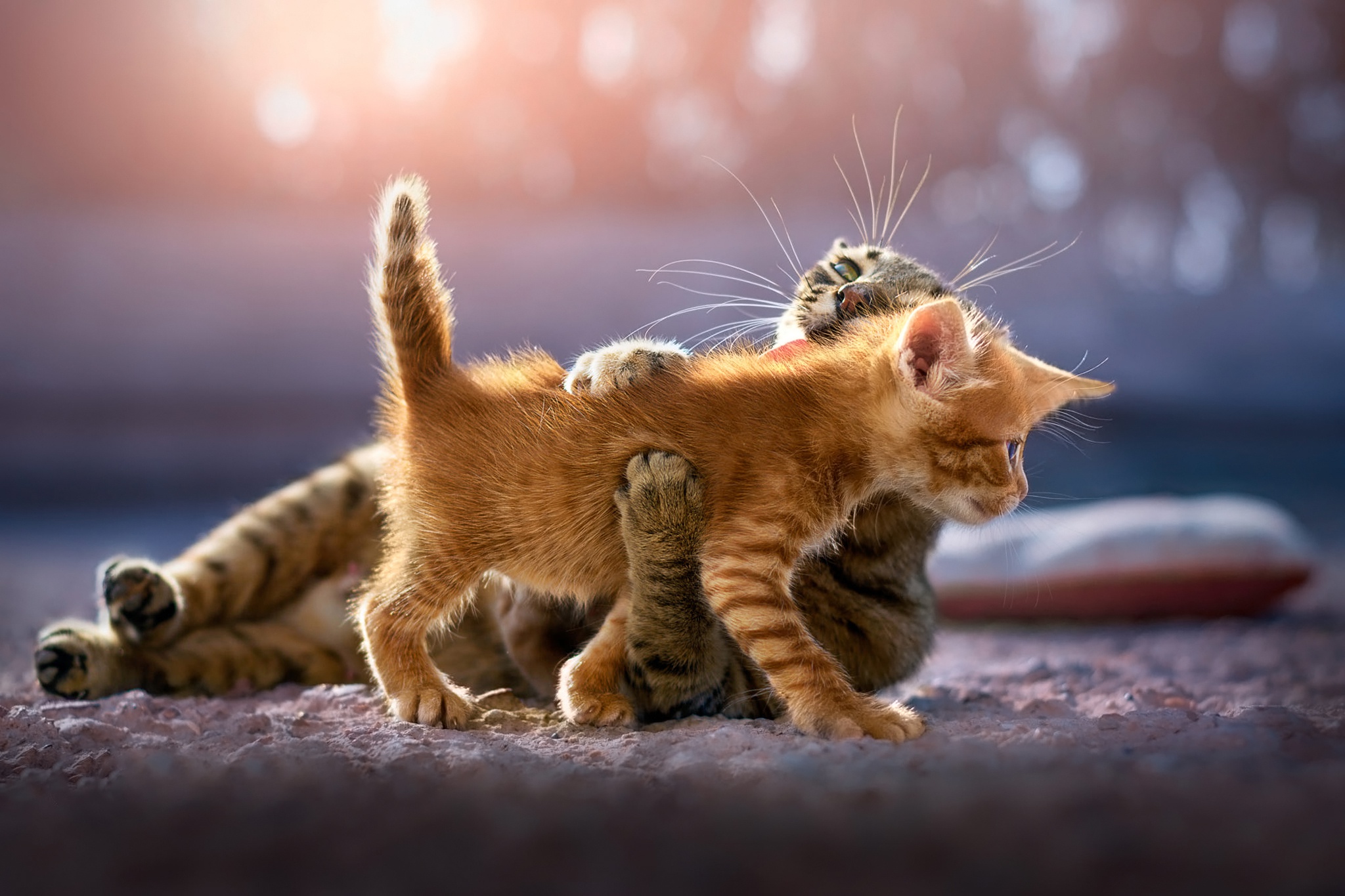 Cute Kittens, HD Animals, 4k Wallpapers, Images, Backgrounds, Photos