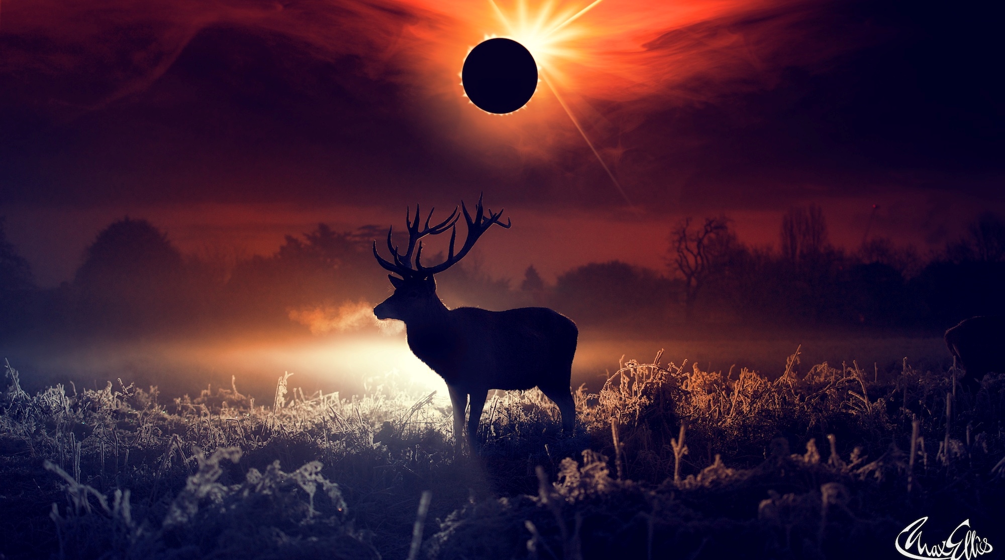 Deer Fantasy Art, HD Artist, 4k Wallpapers, Images, Backgrounds, Photos