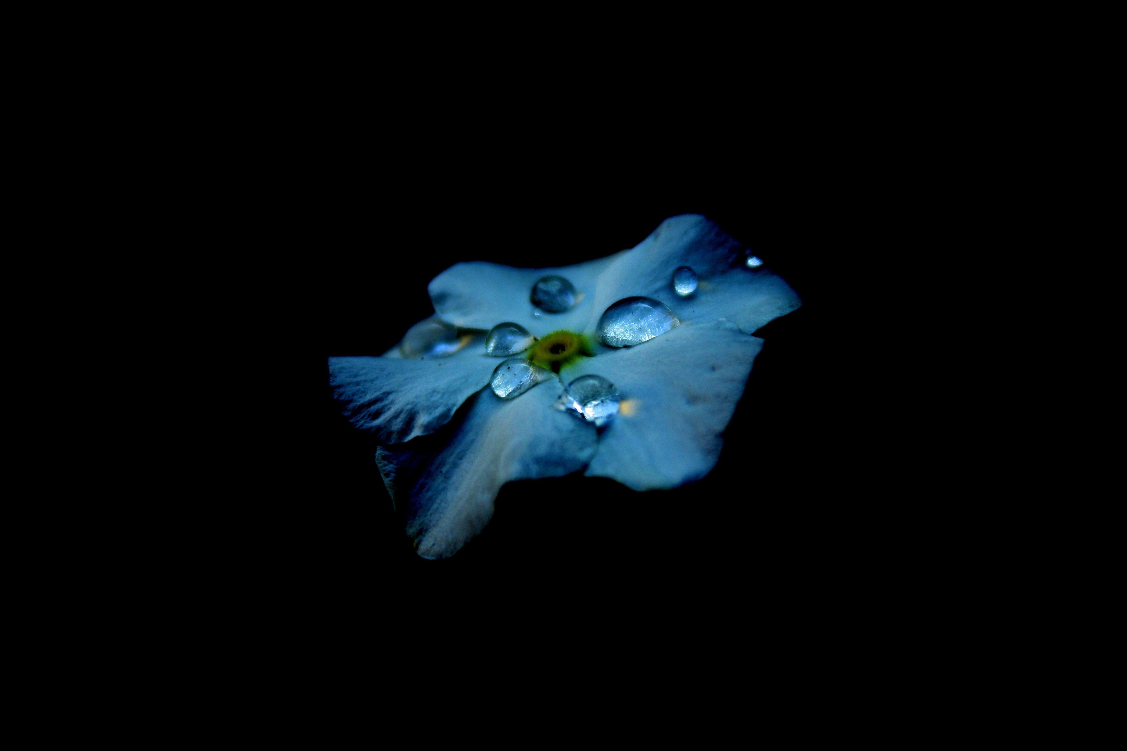 Dew Drops On Flower Oled 4k, HD Flowers, 4k Wallpapers, Images