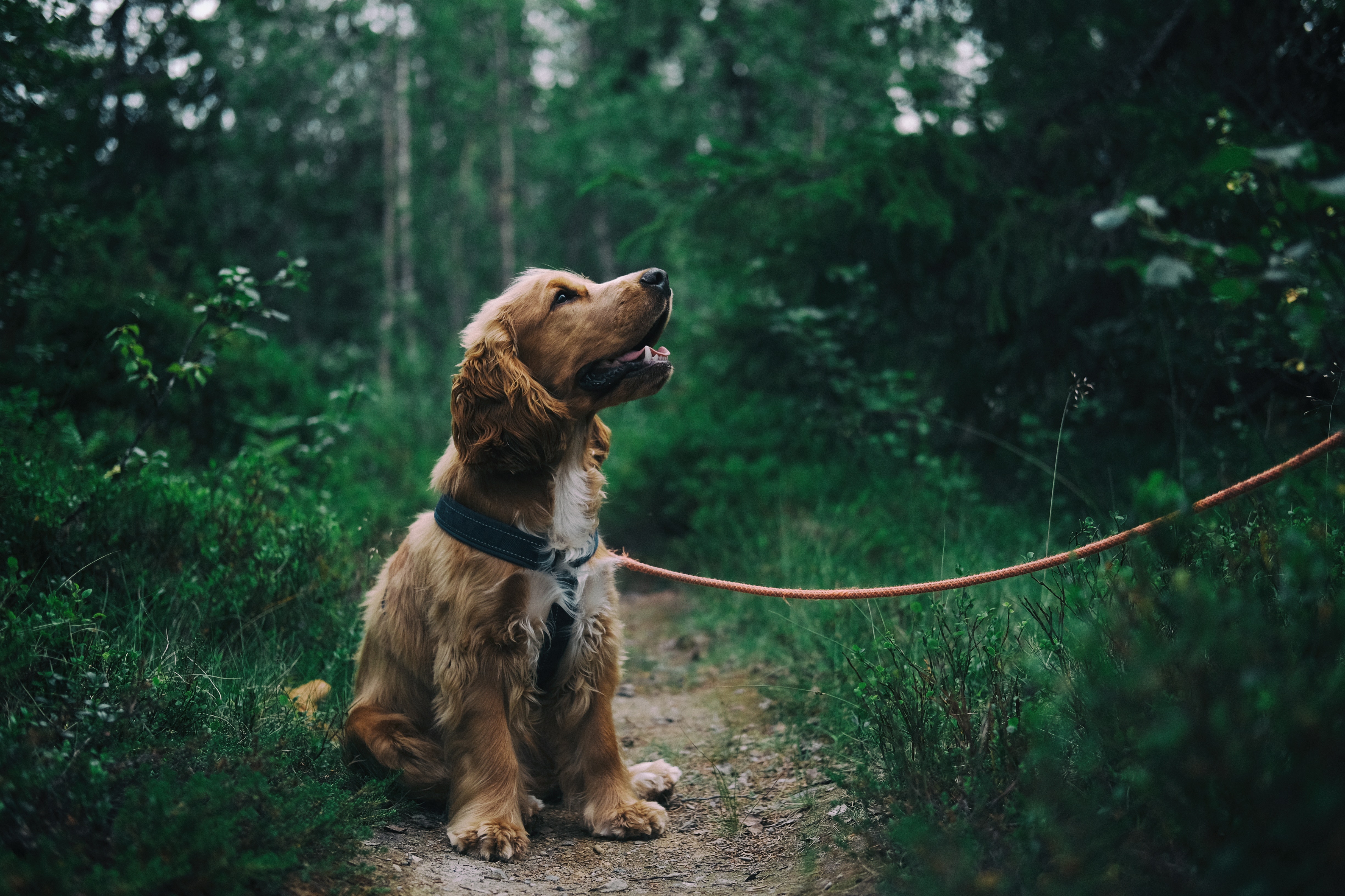 English Cocker Spaniel Puppy 4k, HD Animals, 4k Wallpapers, Images, Backgrounds