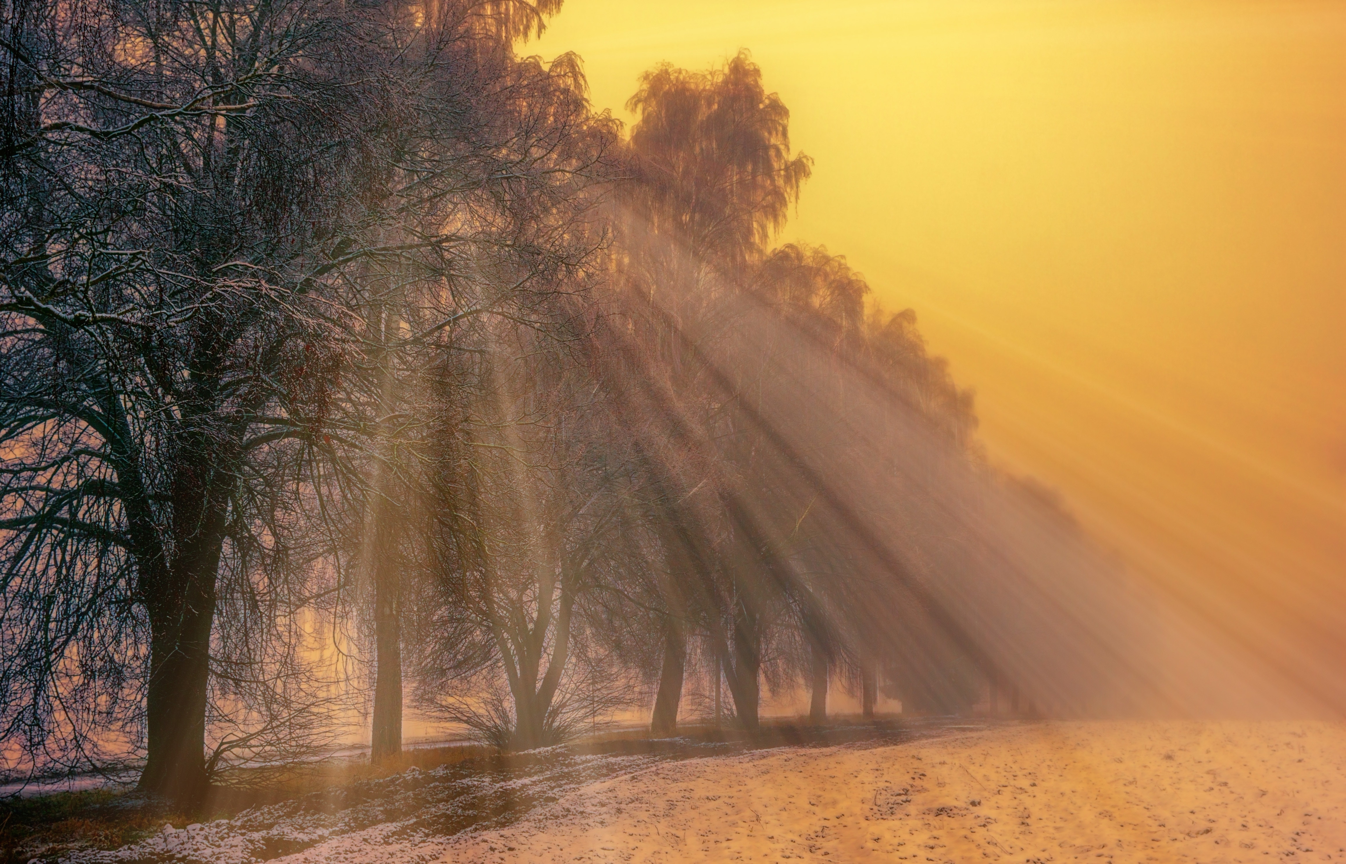 Foggy Trees Winter, HD Nature, 4k Wallpapers, Images, Backgrounds