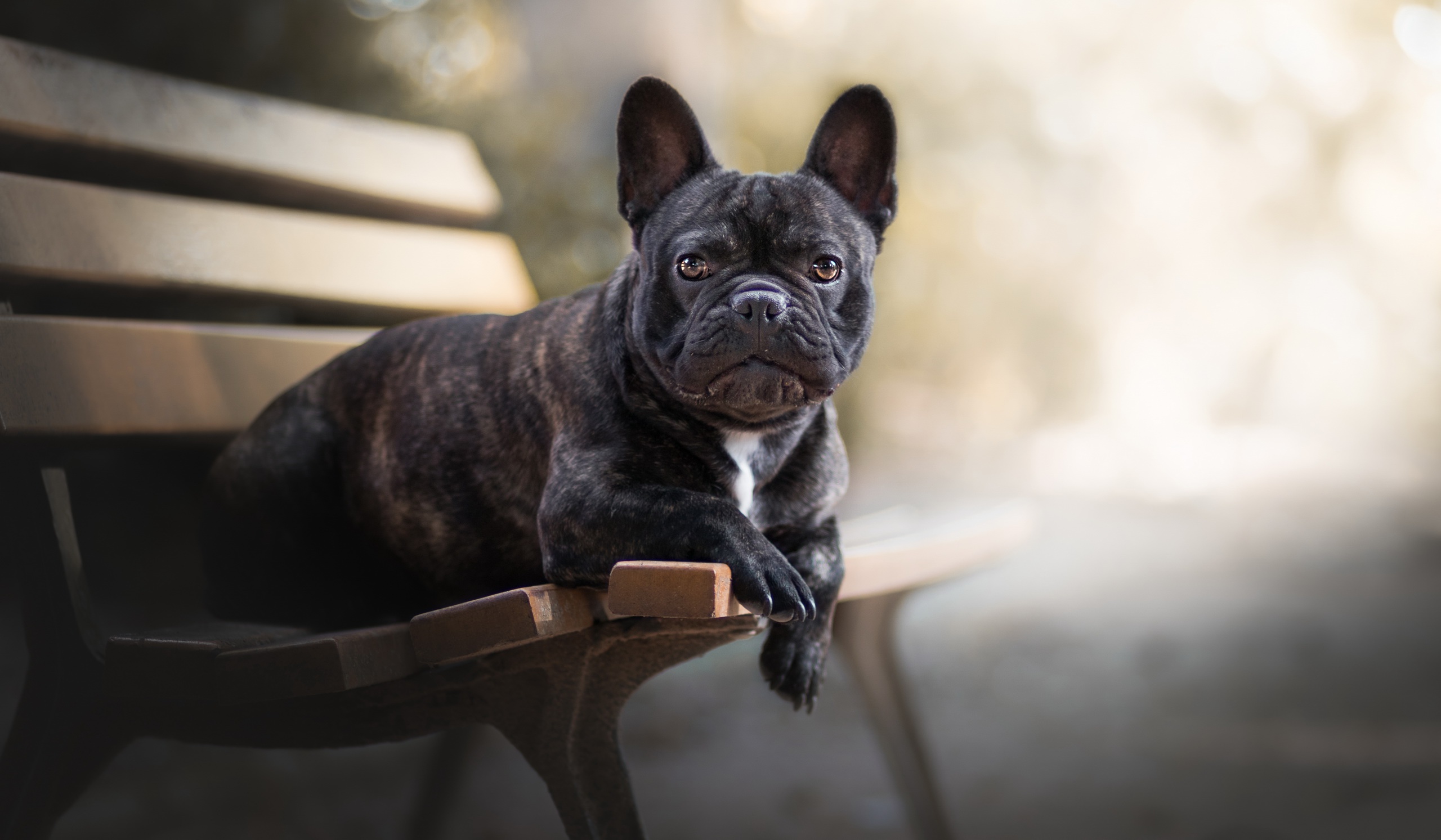 French Bulldog, HD Animals, 4k Wallpapers, Images, Backgrounds, Photos