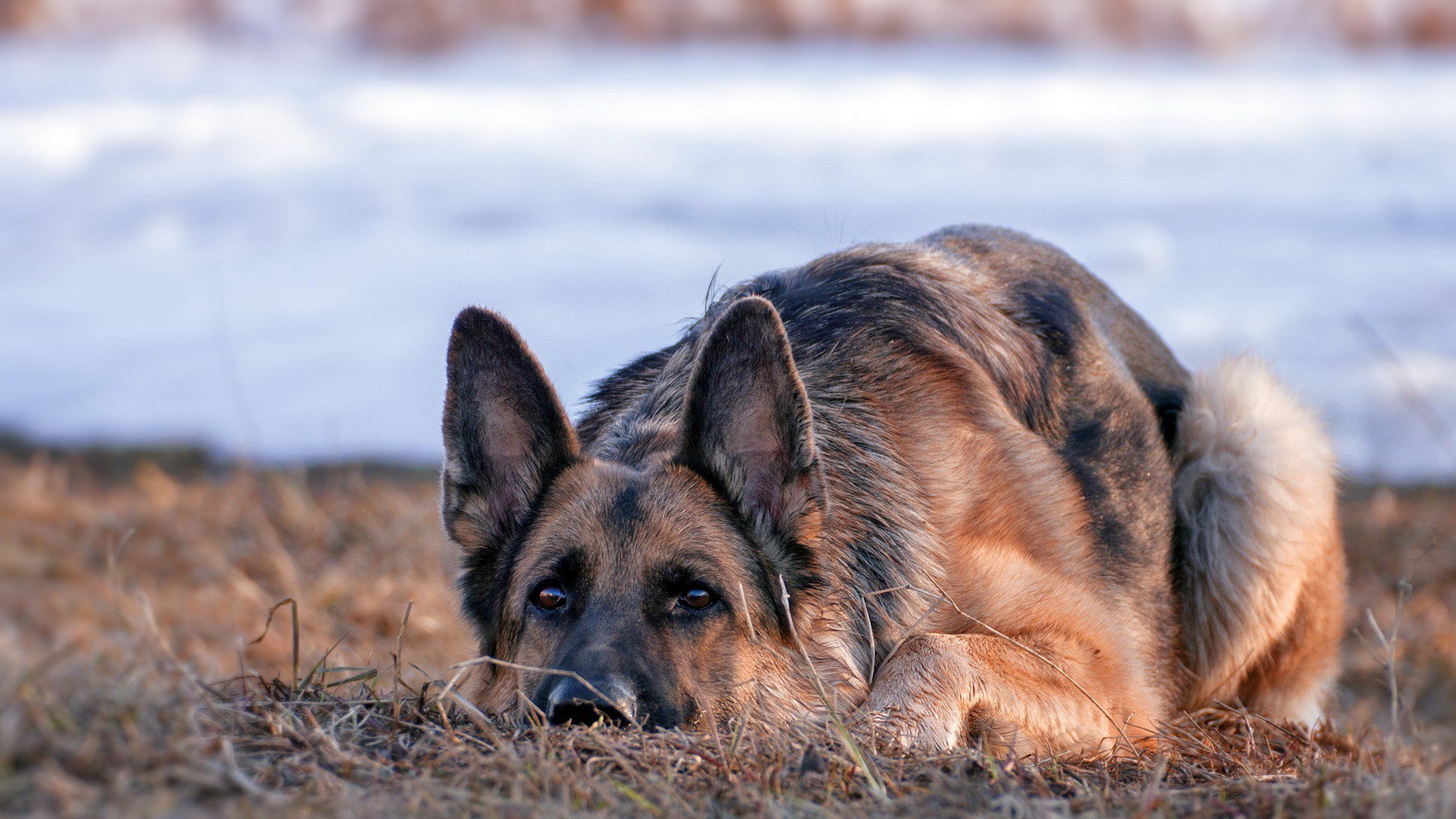 German Shepherd Dog, HD Animals, 4k Wallpapers, Images, Backgrounds