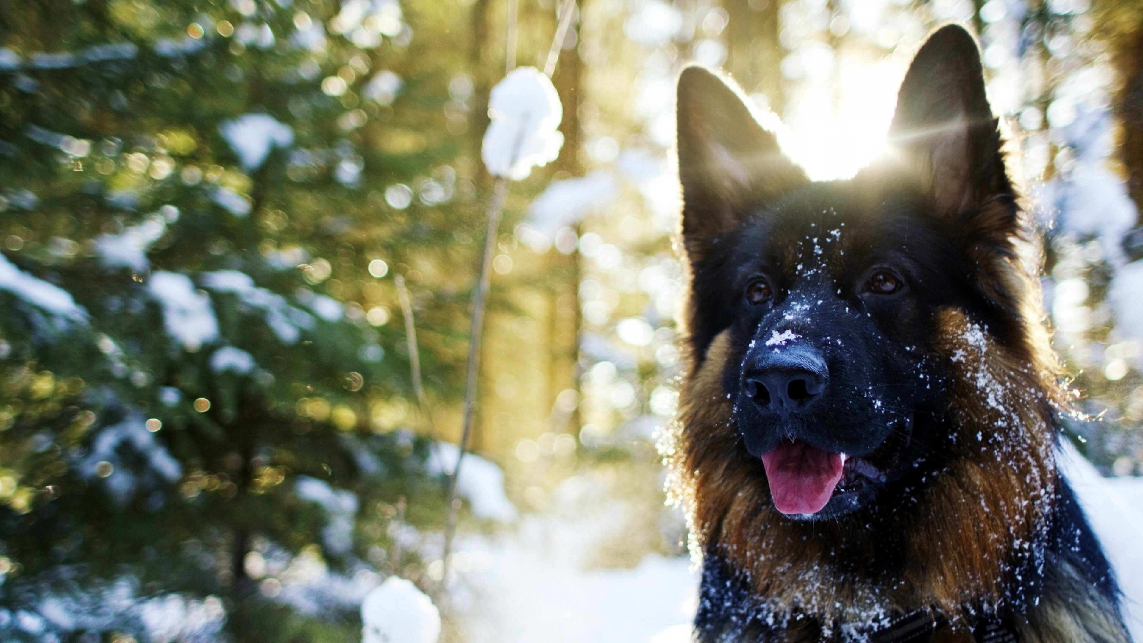 German Shepherd Dog Snow