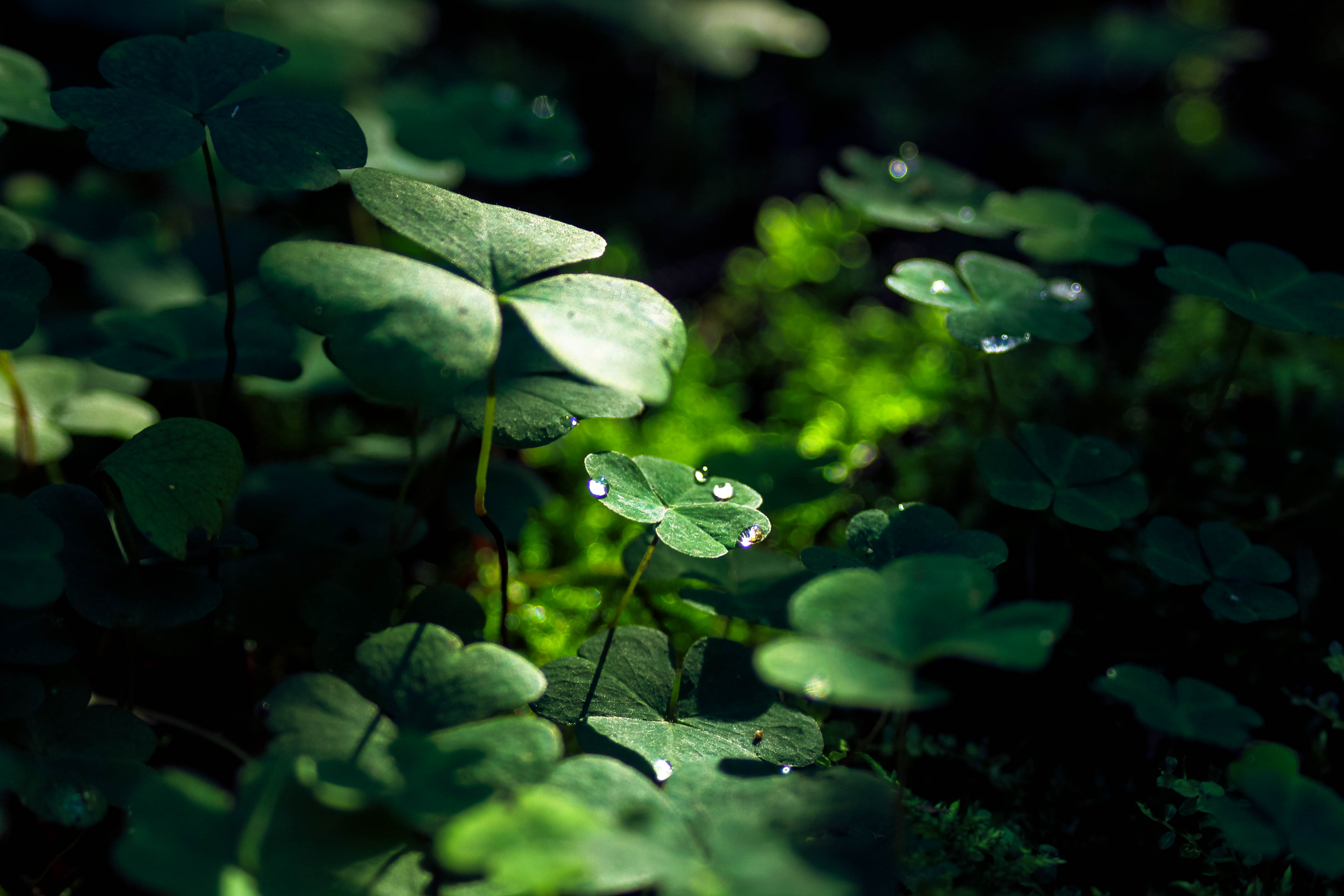 Green Leaf Macro Nature Grass Water Drop, HD Nature, 4k Wallpapers ...