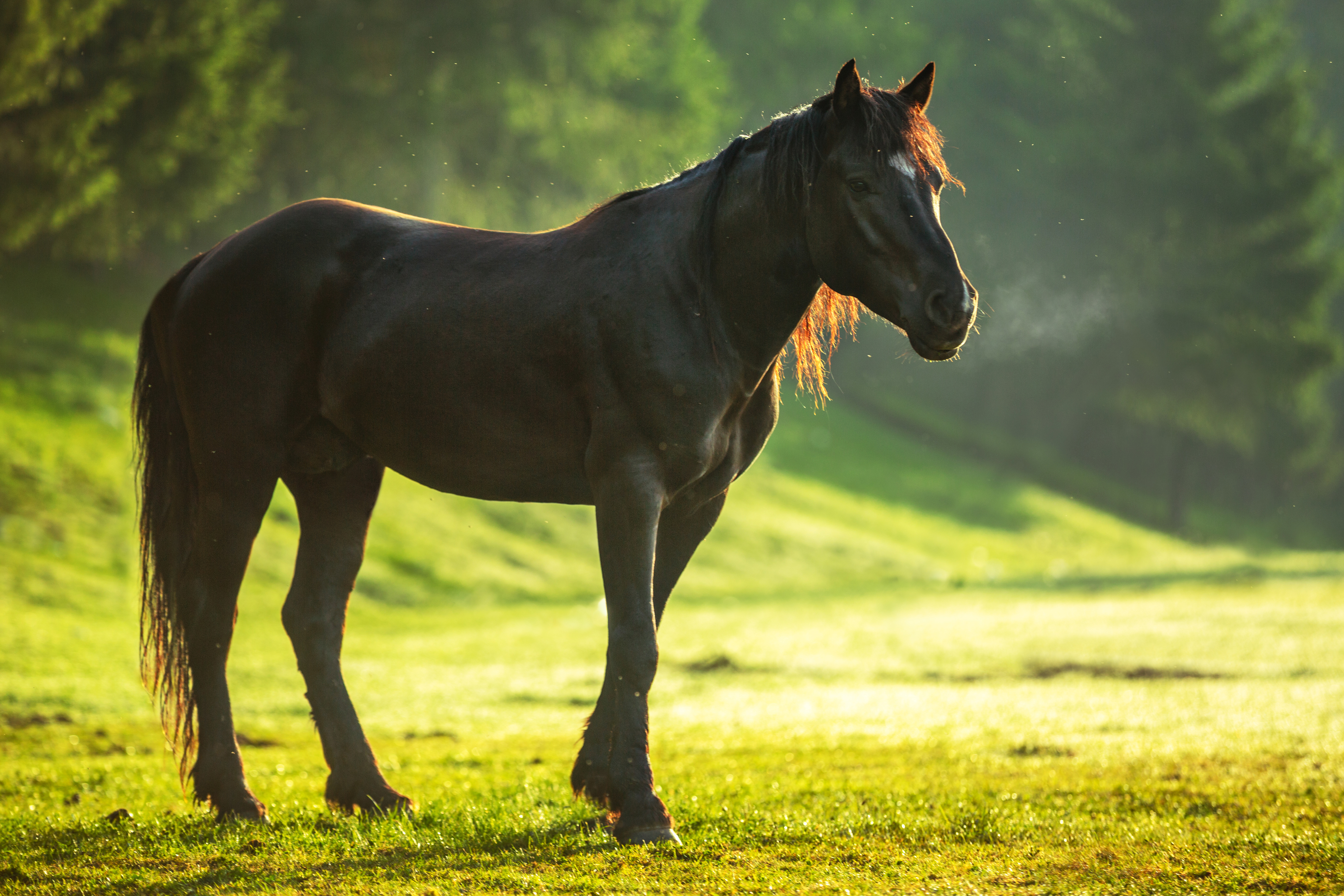 1680x1050 Horse 4k 1680x1050 Resolution HD 4k Wallpapers, Images