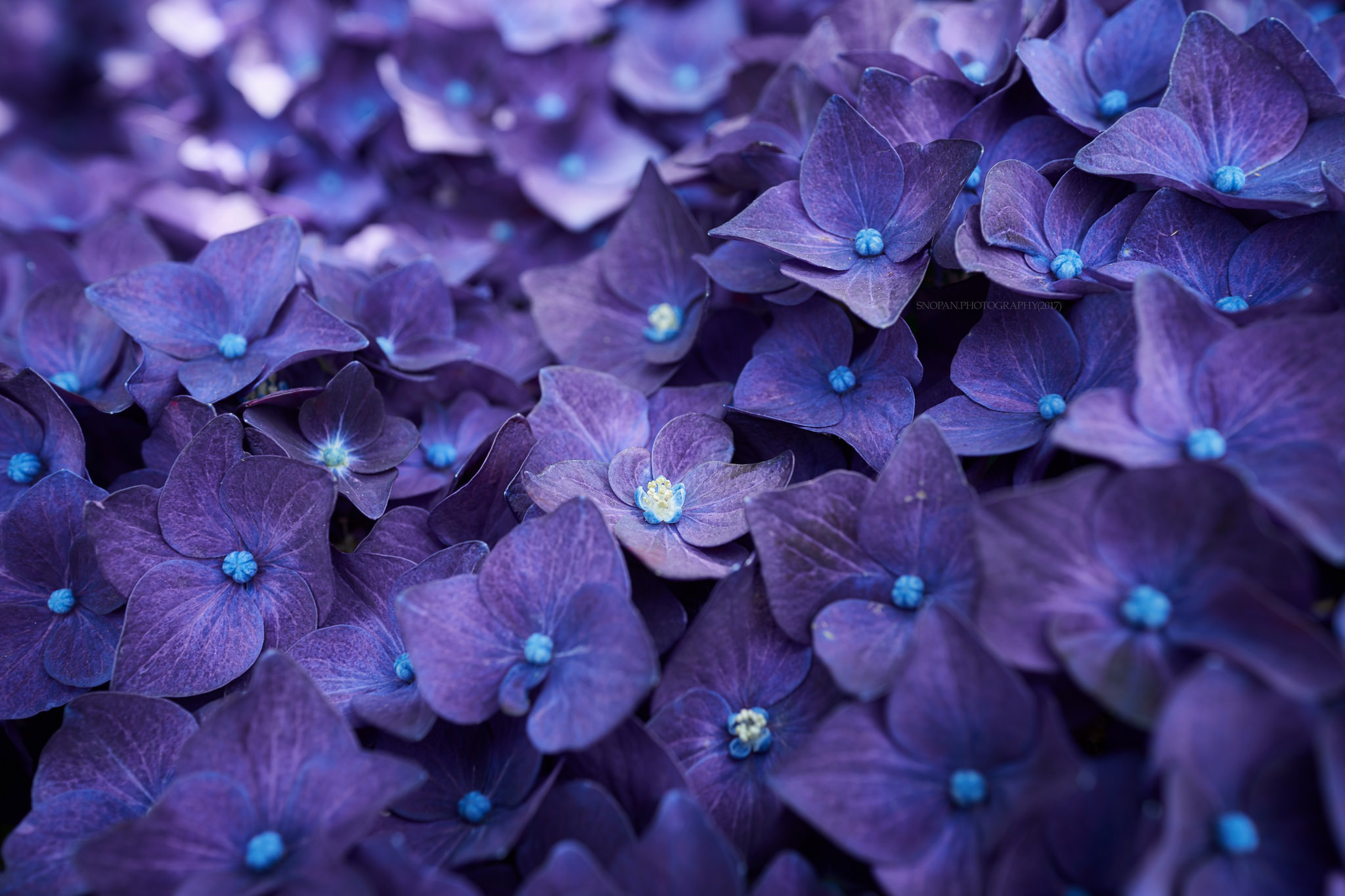 hydrangea-violet-flowers-hd-flowers-4k-wallpapers-images