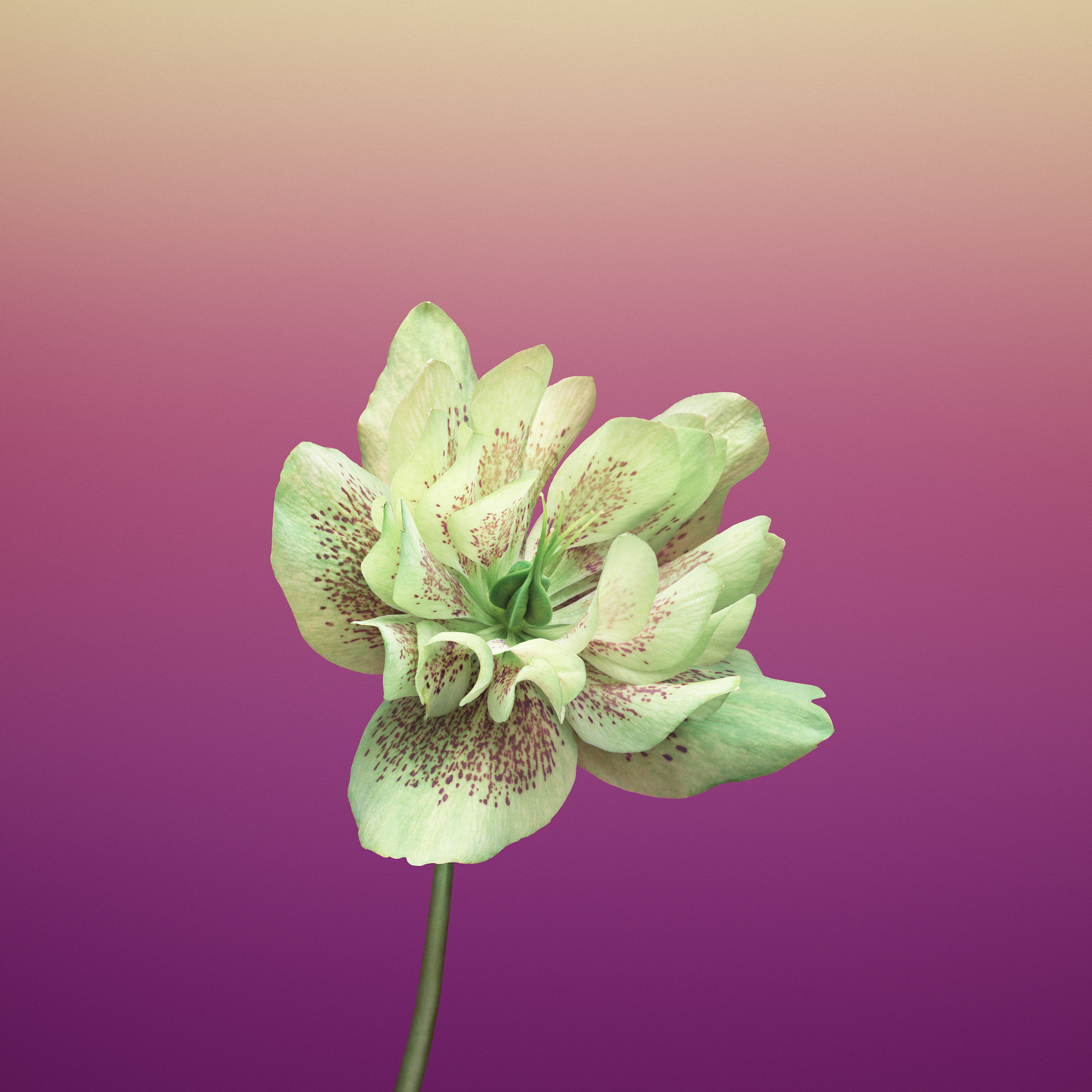 Ios 11 Flower Helleborus, HD Flowers, 4k Wallpapers, Images