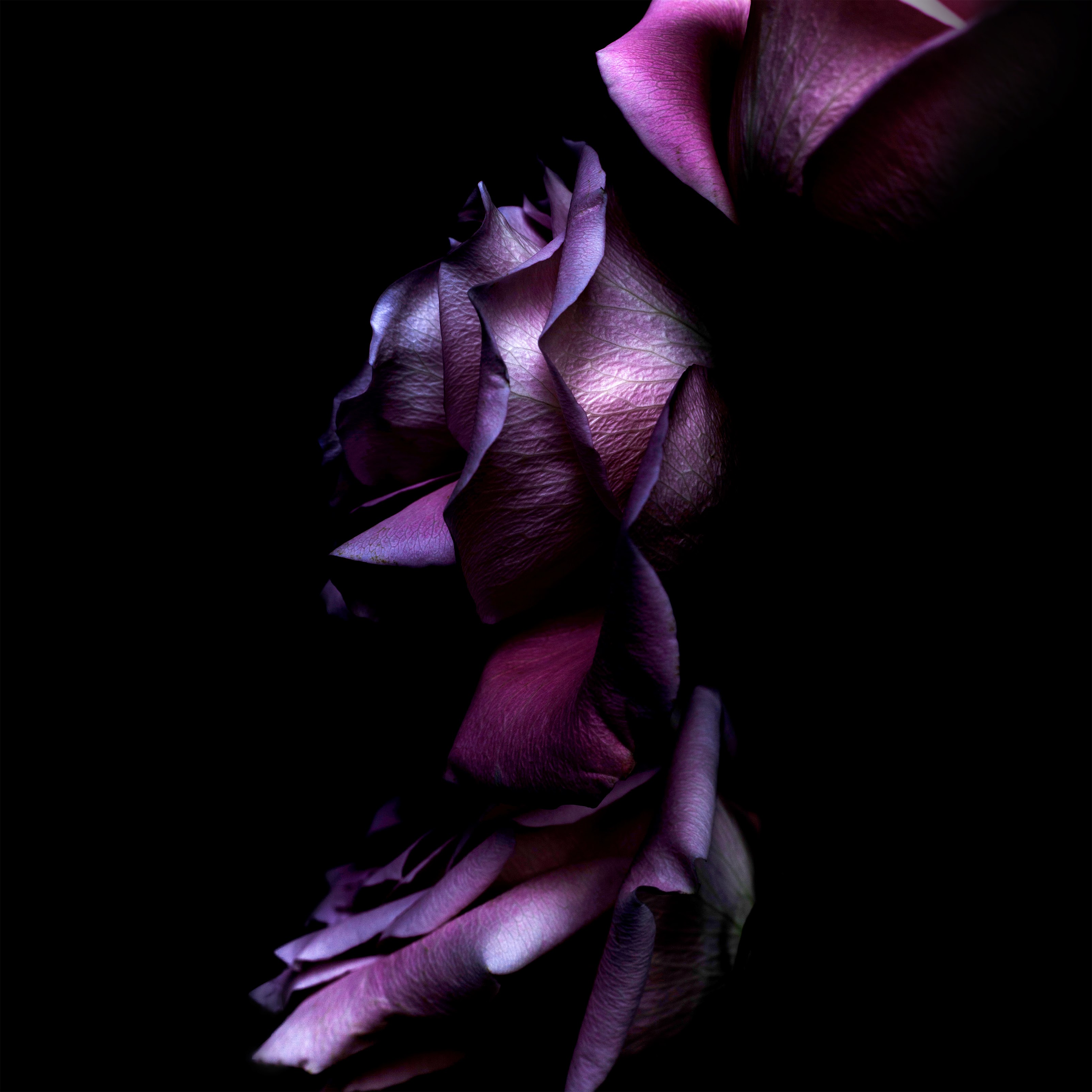 Ios11 Purple Rose 4k, HD Computer, 4k Wallpapers, Images ...