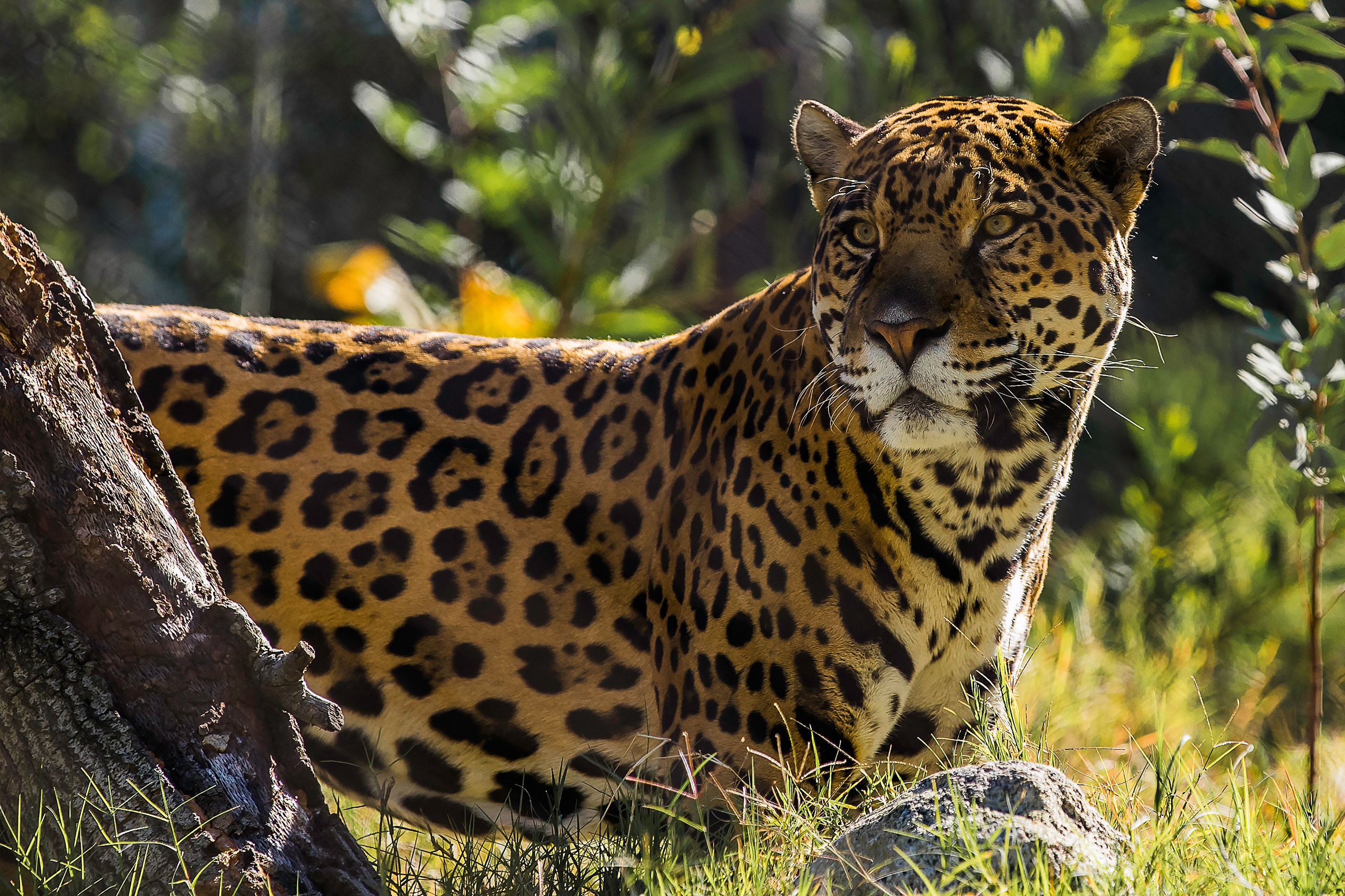Jaguar The Big Cat, HD Animals, 4k Wallpapers, Images, Backgrounds