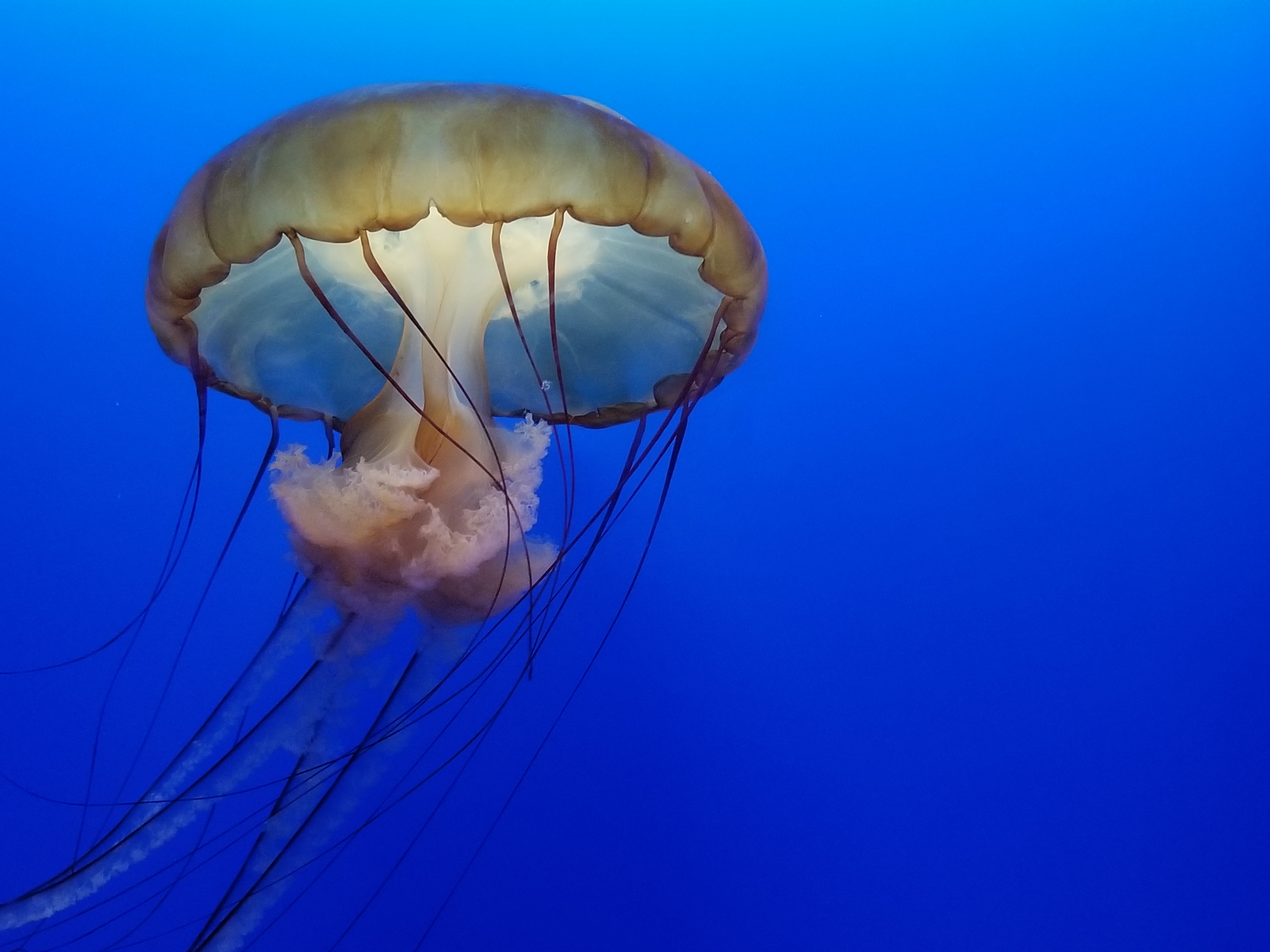 Jellyfish Underwater 4k, HD Animals, 4k Wallpapers, Images, Backgrounds