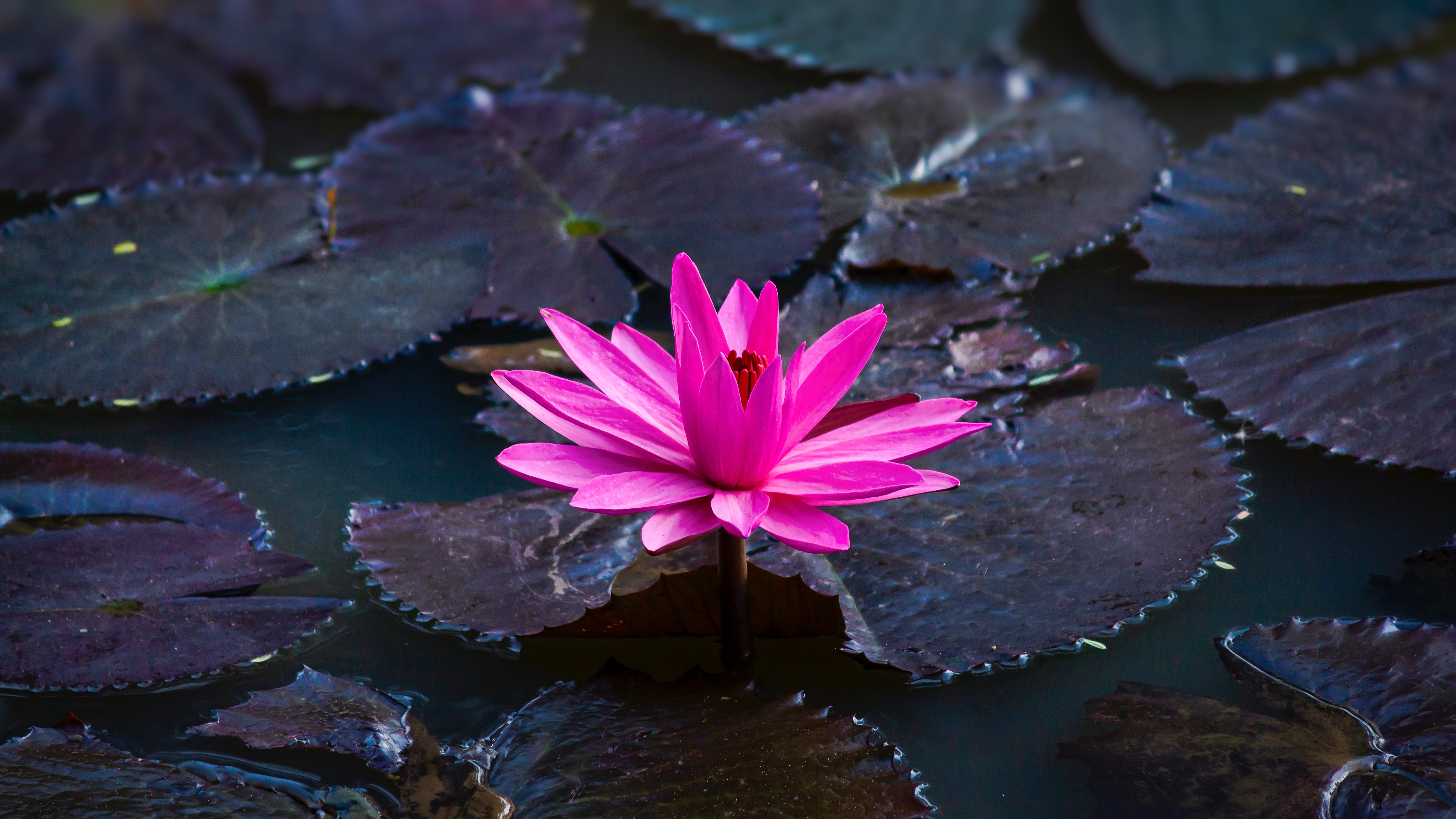 Lotus 5k, HD Flowers, 4k Wallpapers, Images, Backgrounds ...
