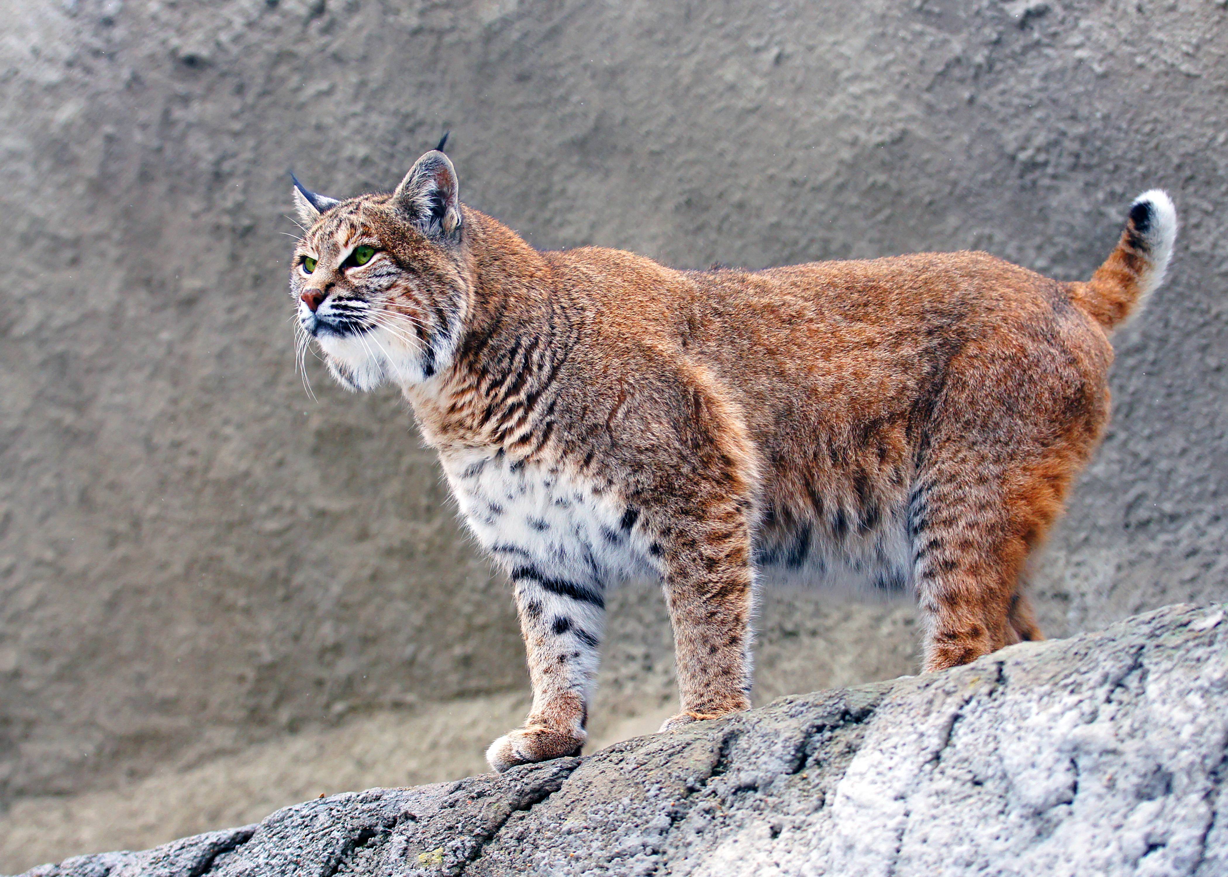 Lynx Big Cat, HD Animals, 4k Wallpapers, Images, Backgrounds, Photos