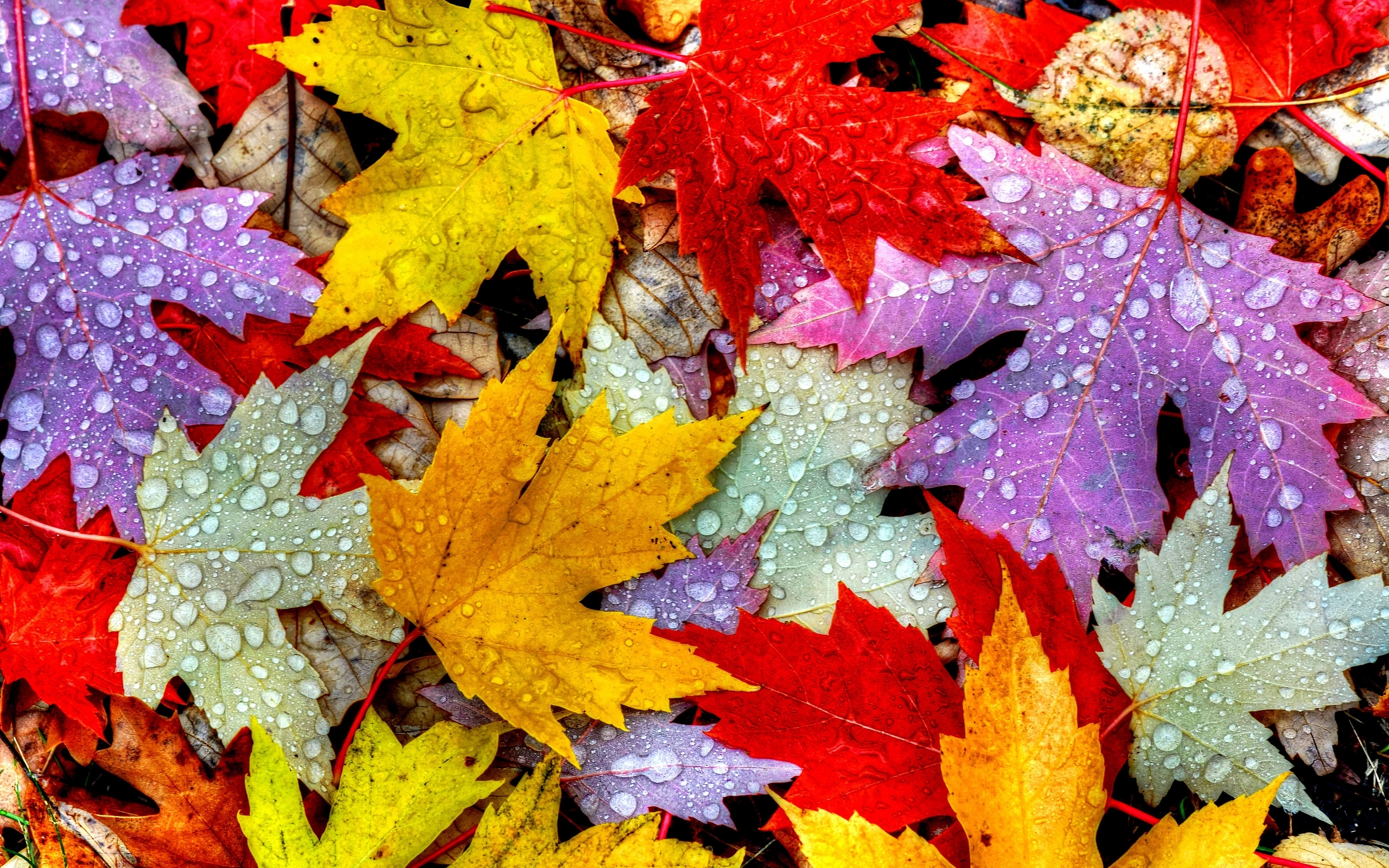 3840x2400 Nature Autumn Leaves 4k HD 4k Wallpapers, Images, Backgrounds