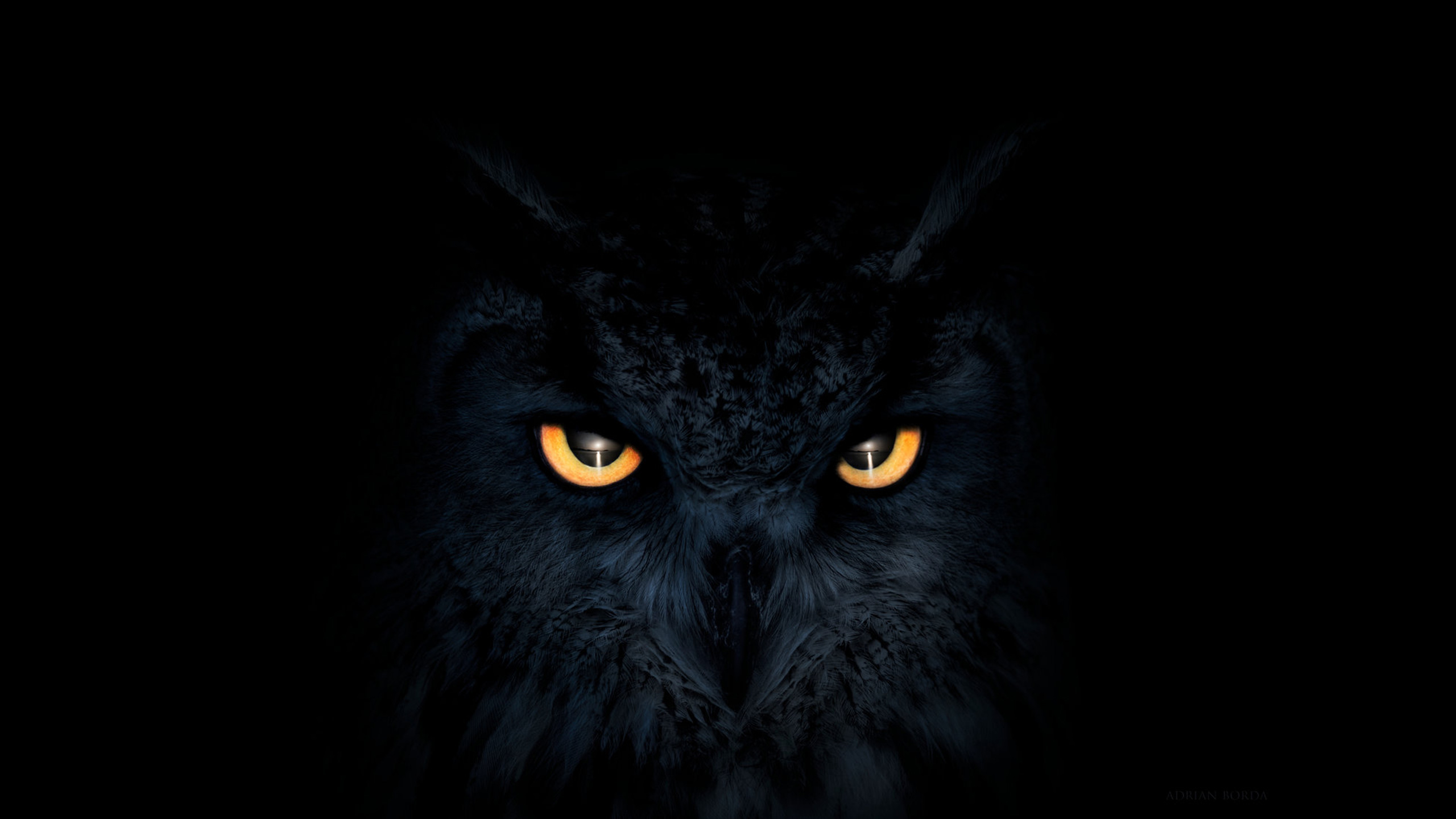 Owl Dark  Glowing Eyes  HD  Artist 4k Wallpapers  Images 