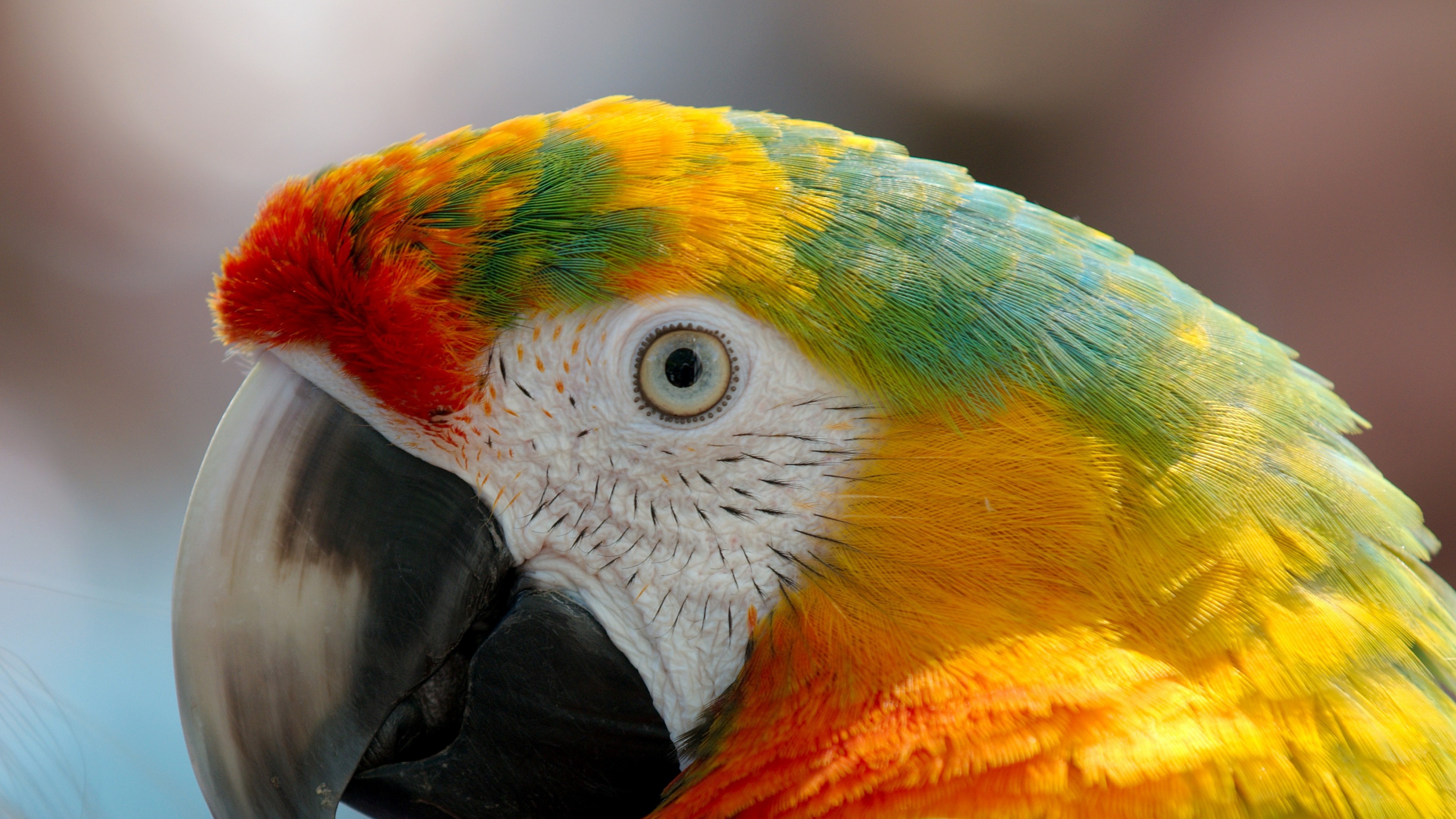 Parrot Macaw, HD Birds, 4k Wallpapers, Images, Backgrounds ...