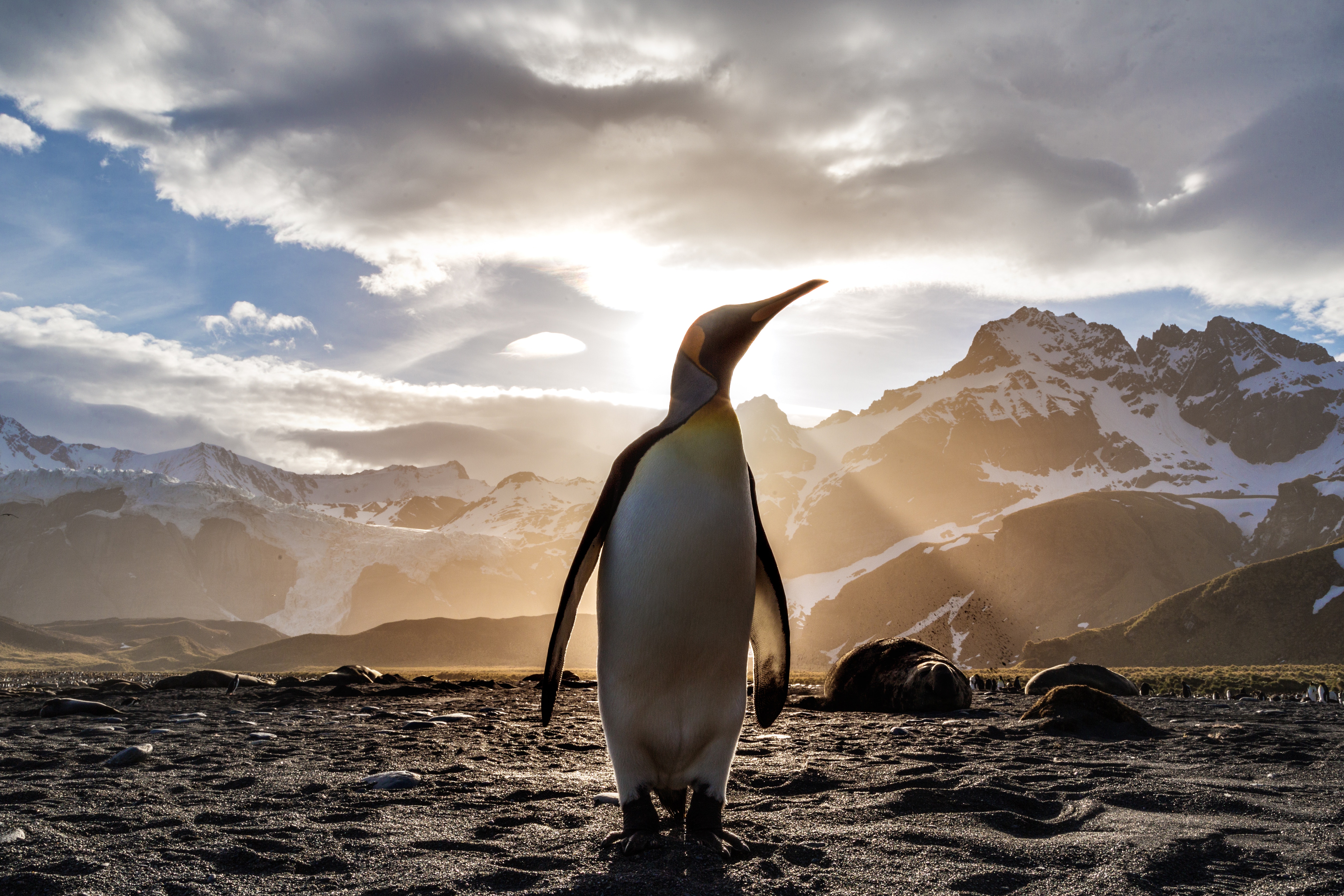 3840x2160 Penguin Looking Out 5k 4k HD 4k Wallpapers, Images ...