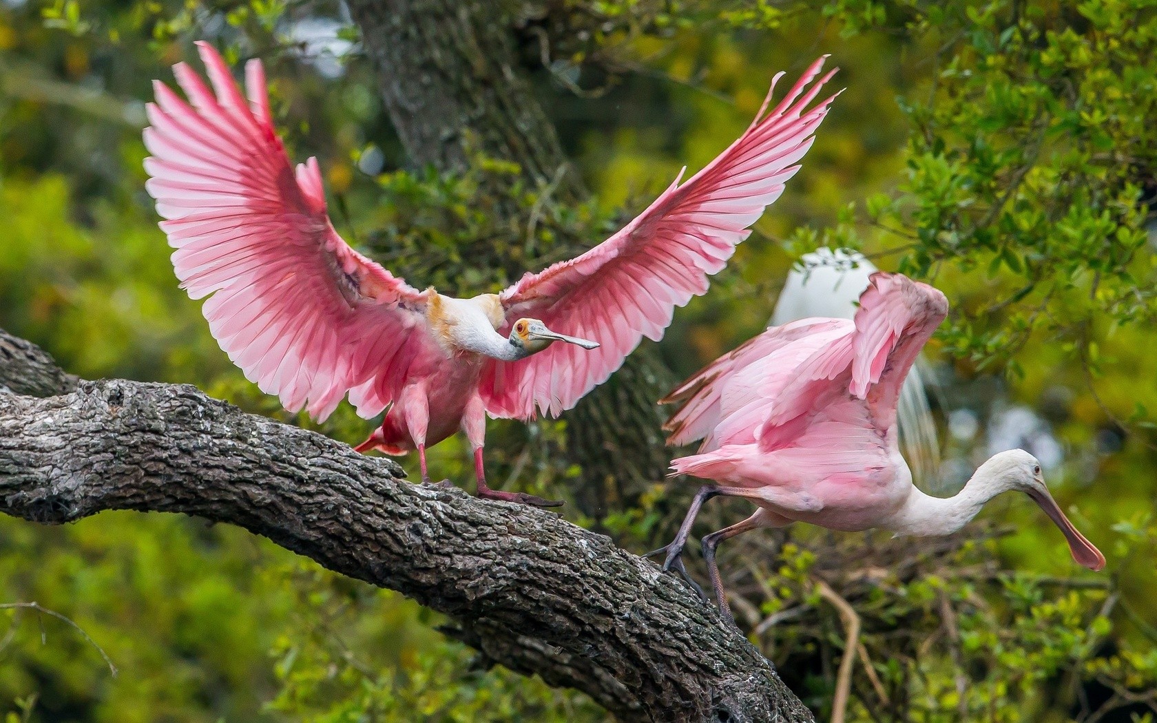Pink Birds, HD Birds, 4k Wallpapers, Images, Backgrounds, Photos and Pictures1680 x 1050