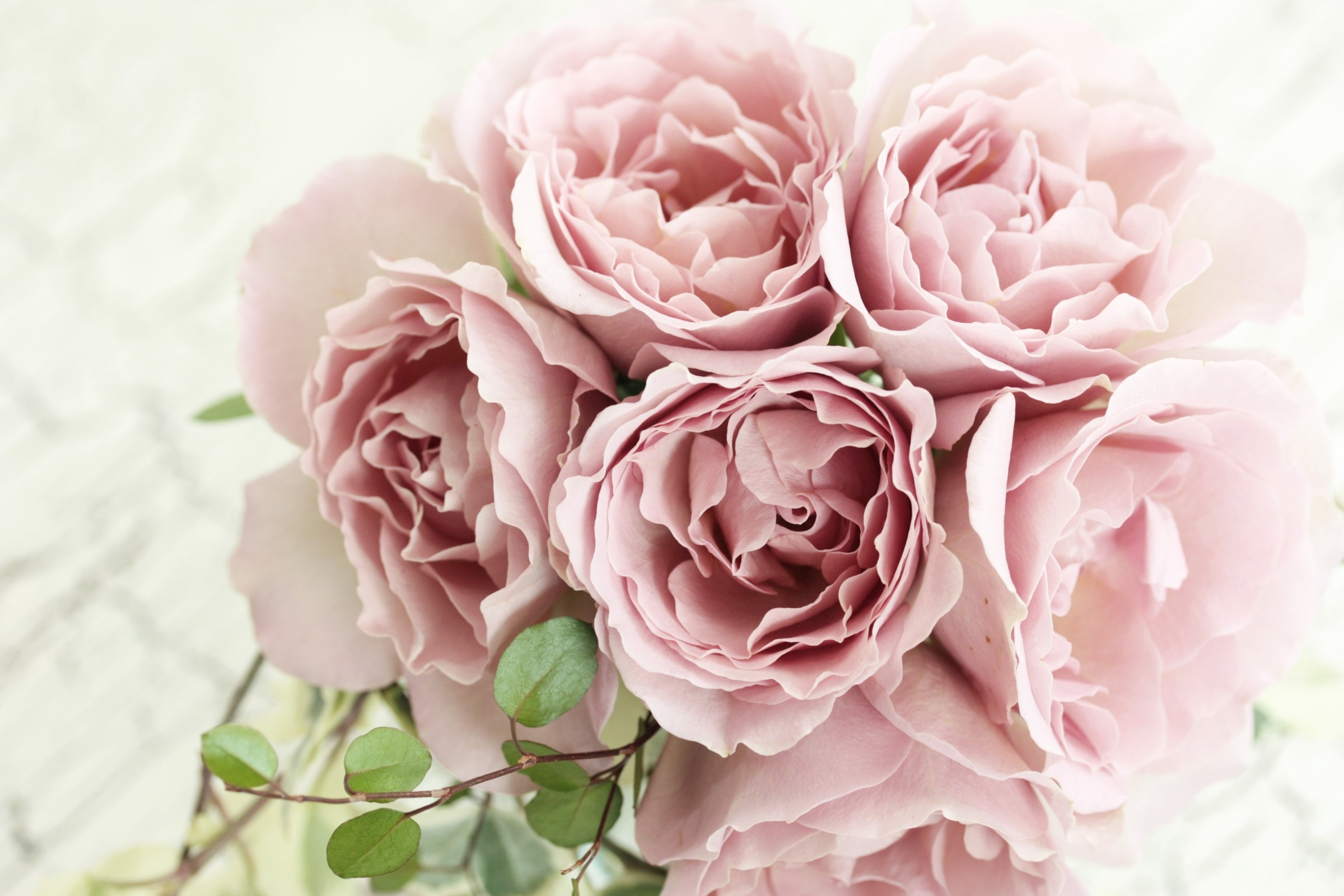 2048x1152 Pink Roses 2048x1152 Resolution HD 4k Wallpapers ...