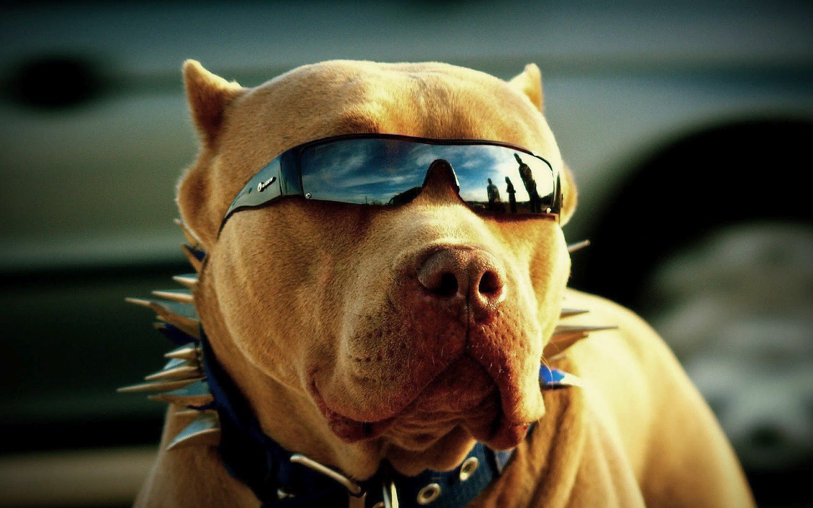 Pitbull Got Swag, HD Animals, 4k Wallpapers, Images ...