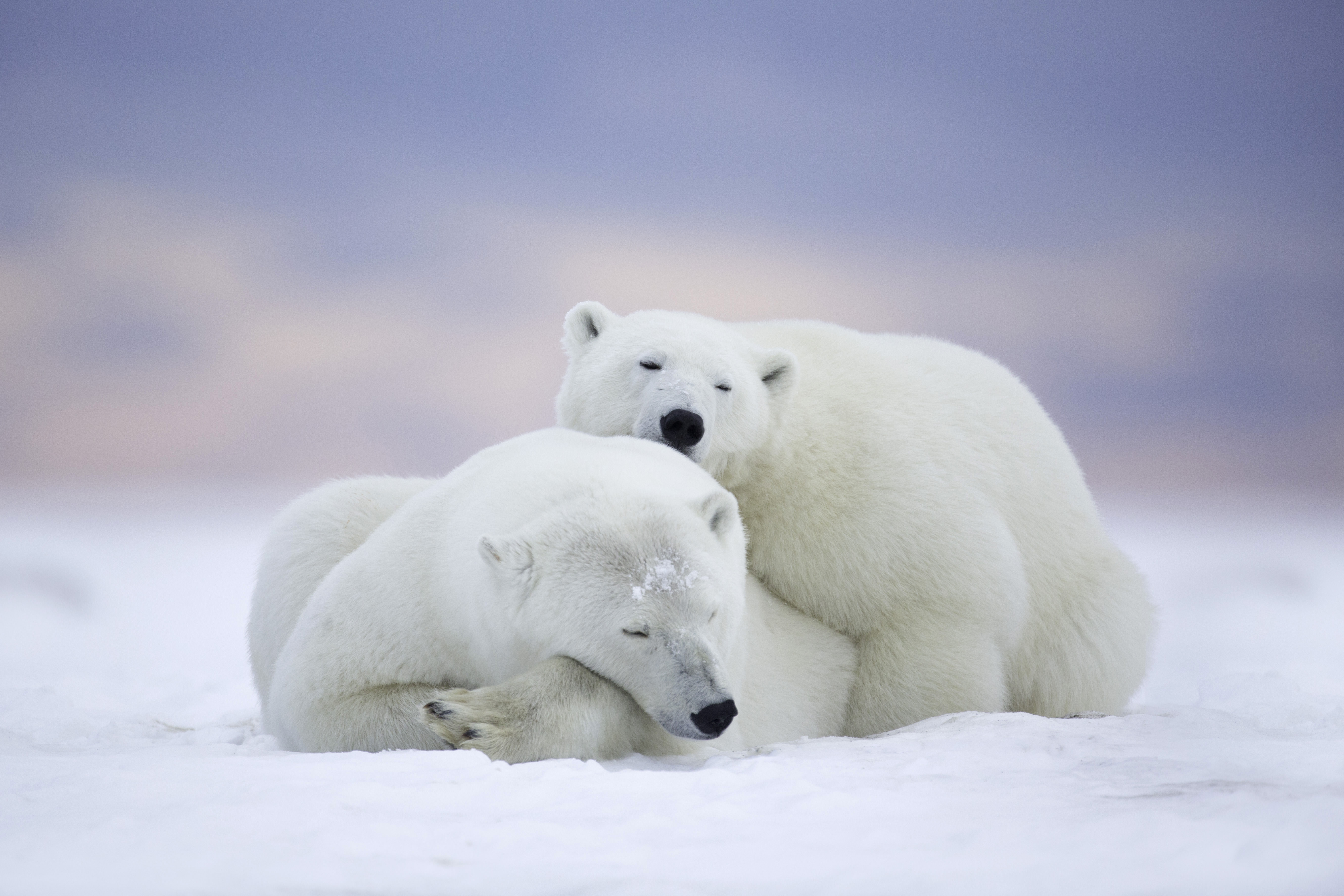 Polar Bears Cold Snow, HD Animals, 4k Wallpapers, Images, Backgrounds