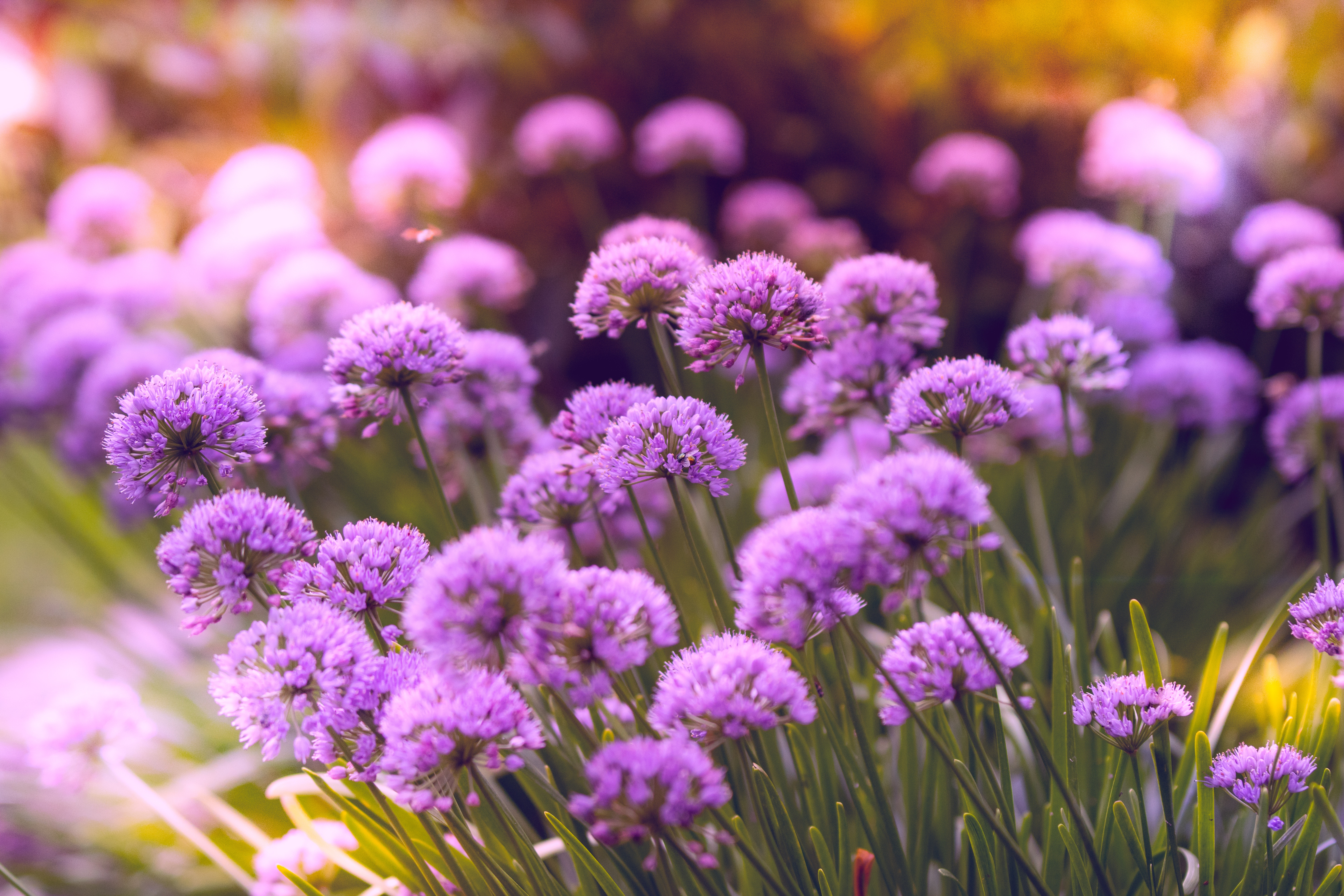 Purple Flowers 5k, HD Flowers, 4k Wallpapers, Images ...