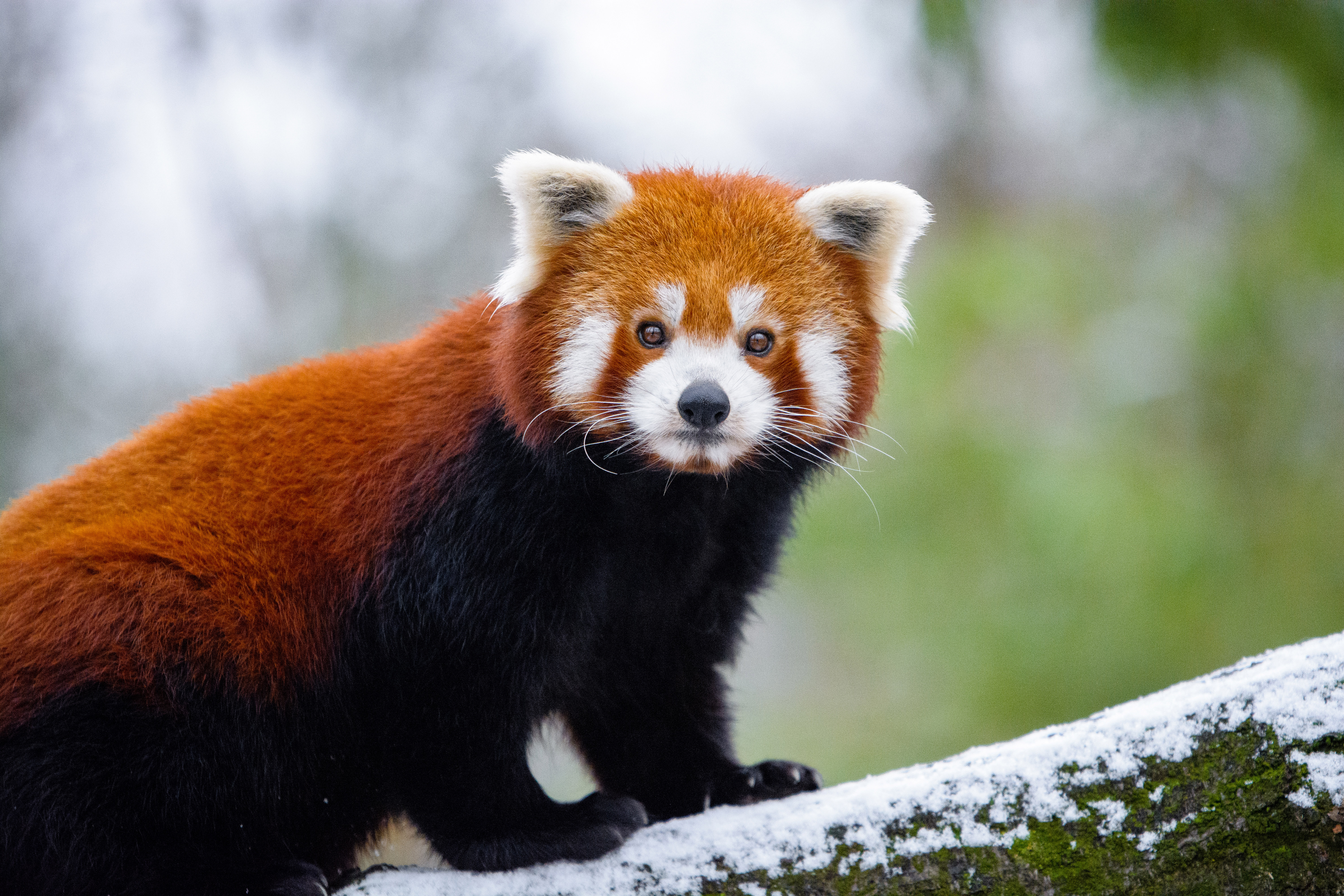  Red  Panda  5k HD Animals 4k Wallpapers  Images 