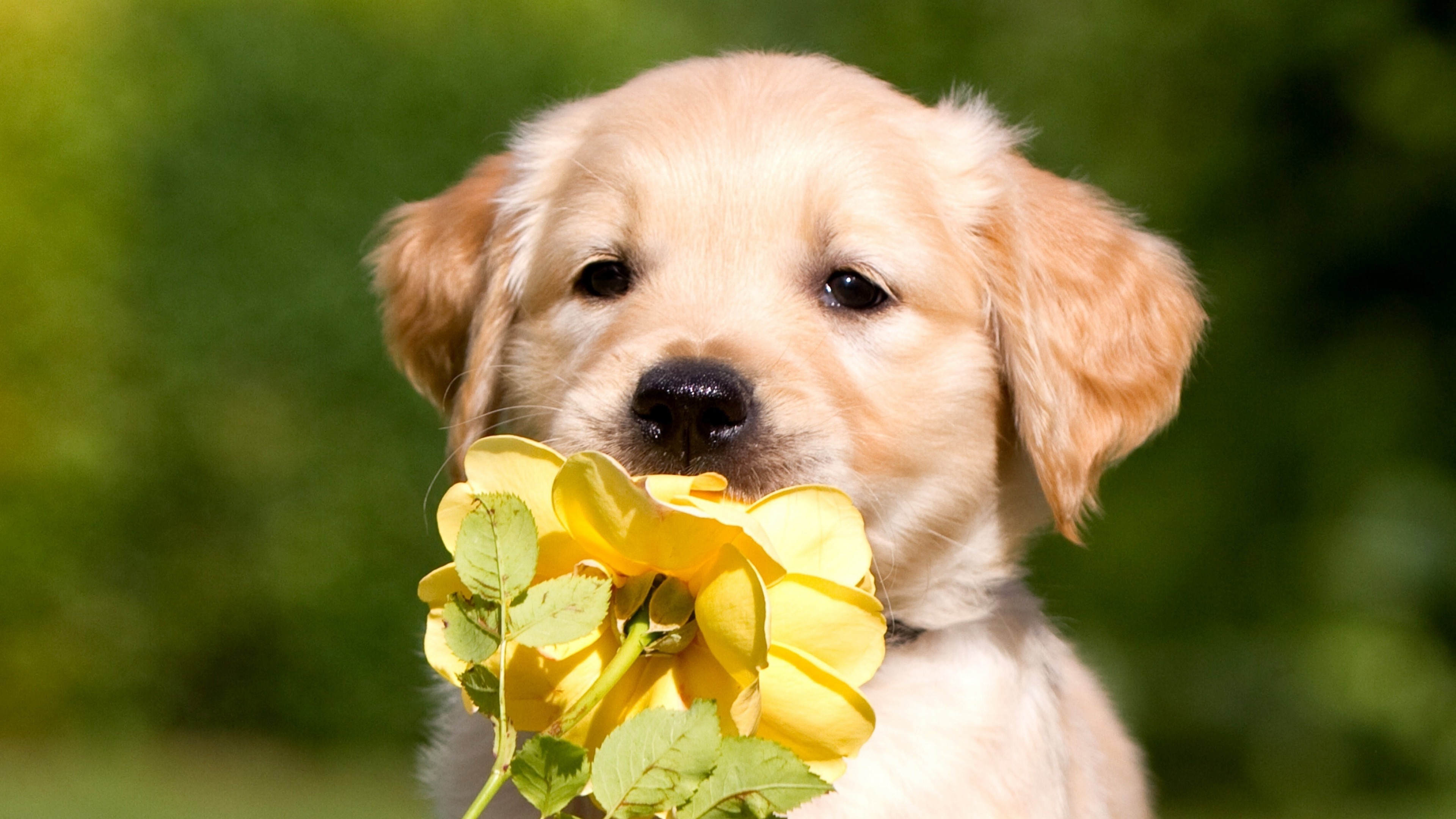 Retriever Puppy Petals, HD Animals, 4k Wallpapers, Images, Backgrounds