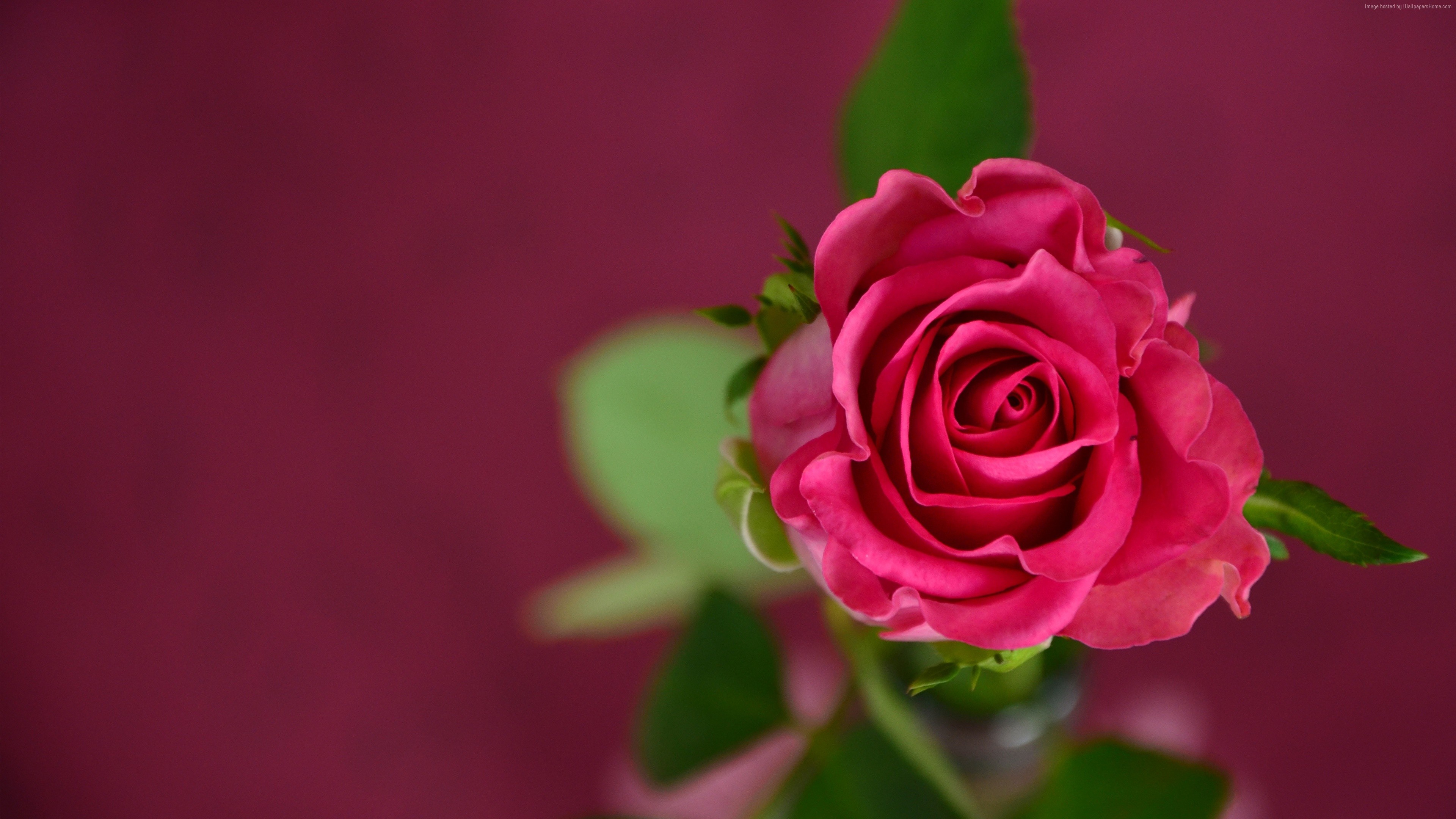 Rose 4k, HD Flowers, 4k Wallpapers, Images, Backgrounds, Photos and Pictures