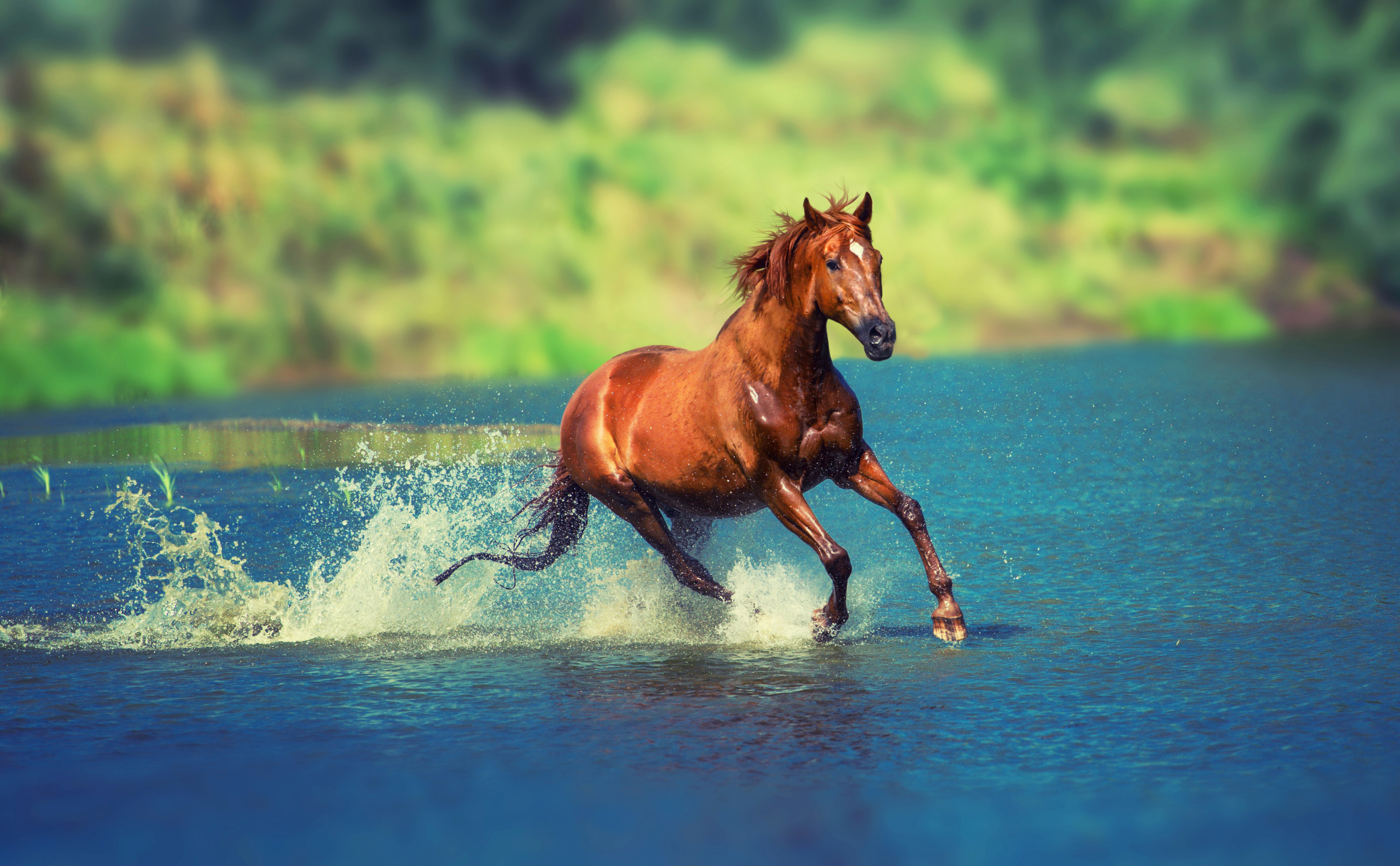 Running Horse In Water Hd Animals 4k Wallpapers Images Backgrounds