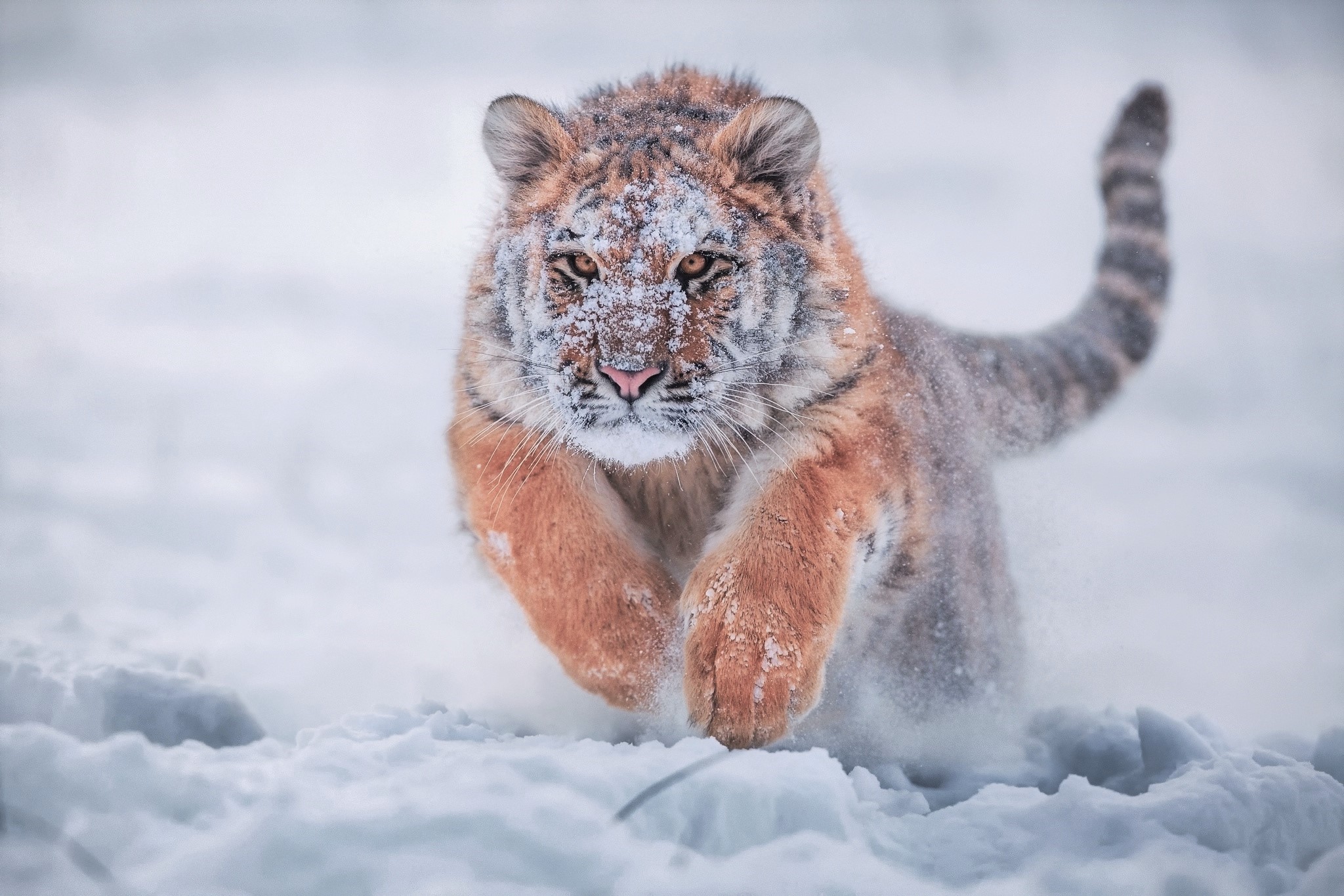 siberian-tiger-in-snow-hd-animals-4k-wallpapers-images-backgrounds