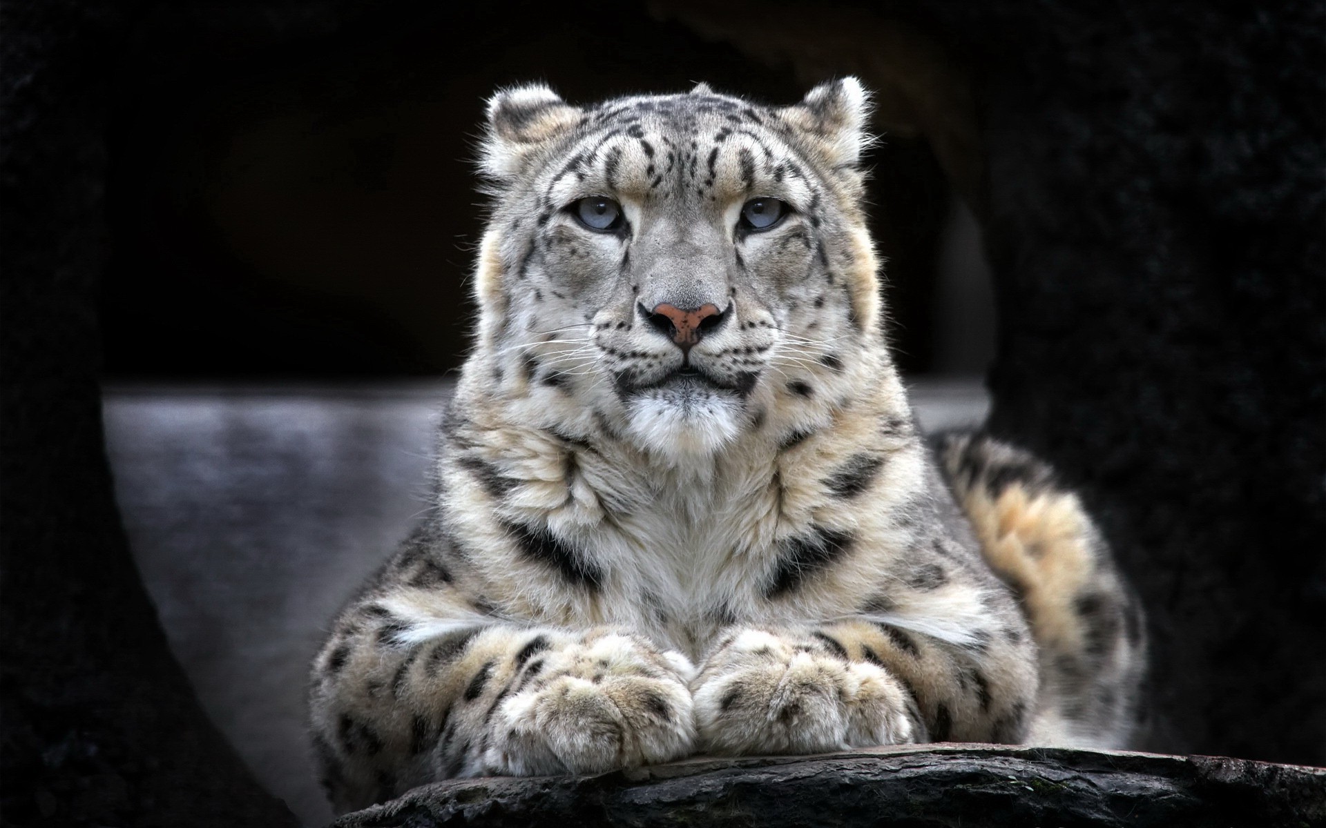 3840X2400 Snow Leopard 2 4K Hd 4K Wallpapers, Images, Backgrounds