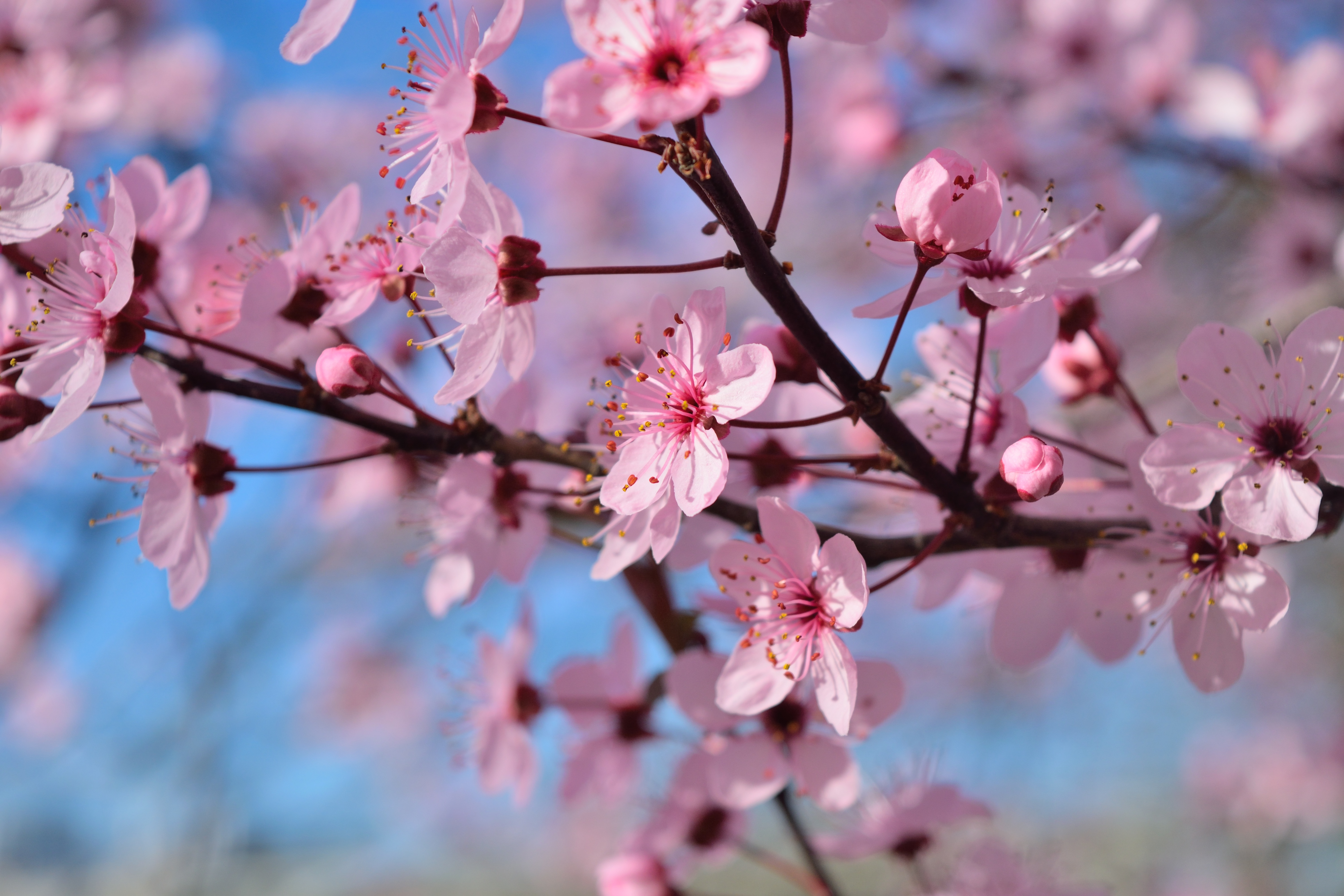 Spring Season Flowers, HD Flowers, 4k Wallpapers, Images ...