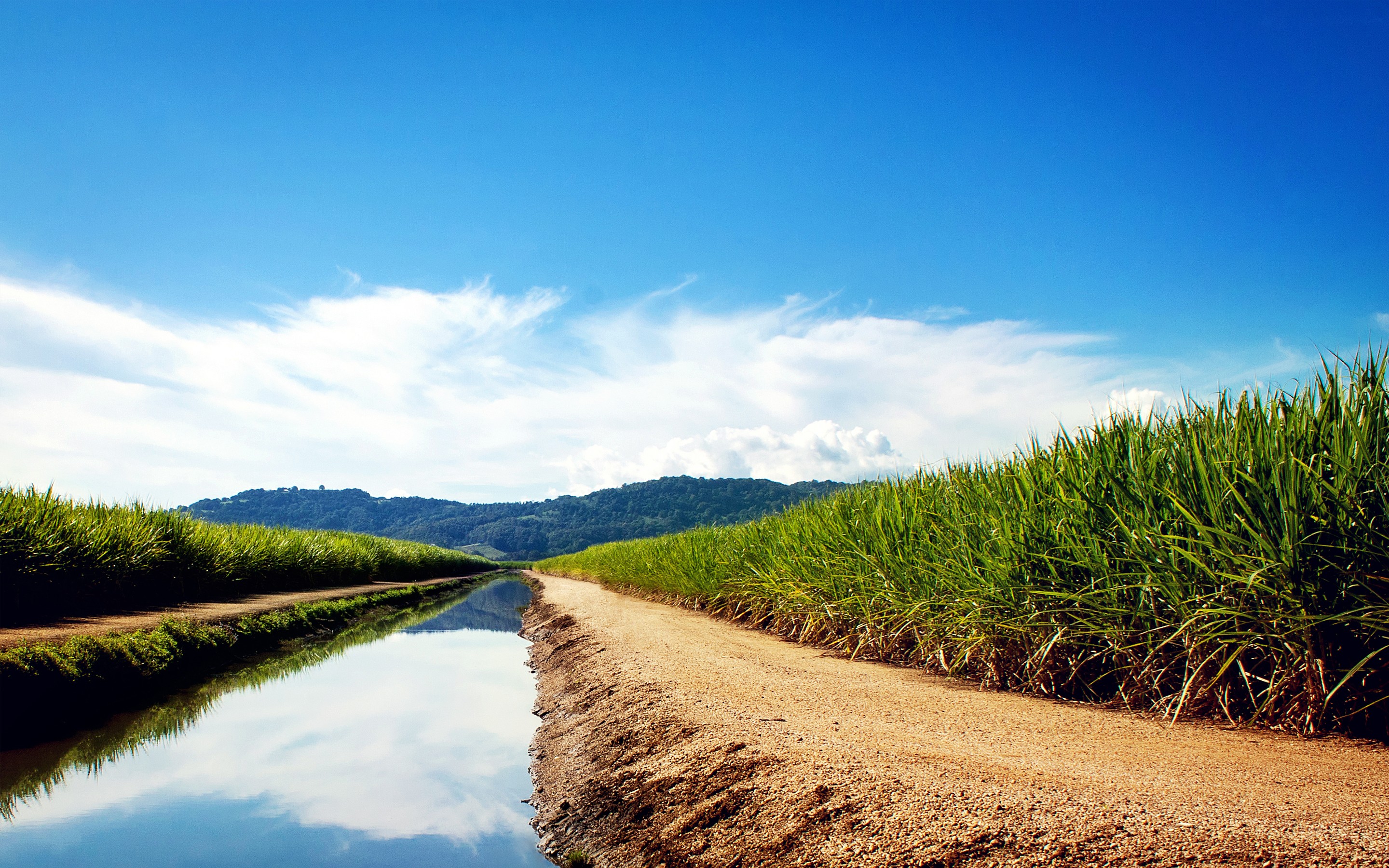 Sugarcane Wallpapers And Backgrounds 4K, HD, Dual Screen