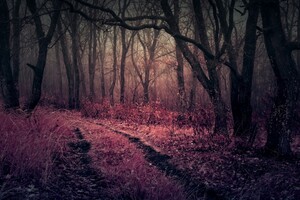 https://hdqwalls.com/wallpapers/thumb/purple-heaven-in-forest.jpg