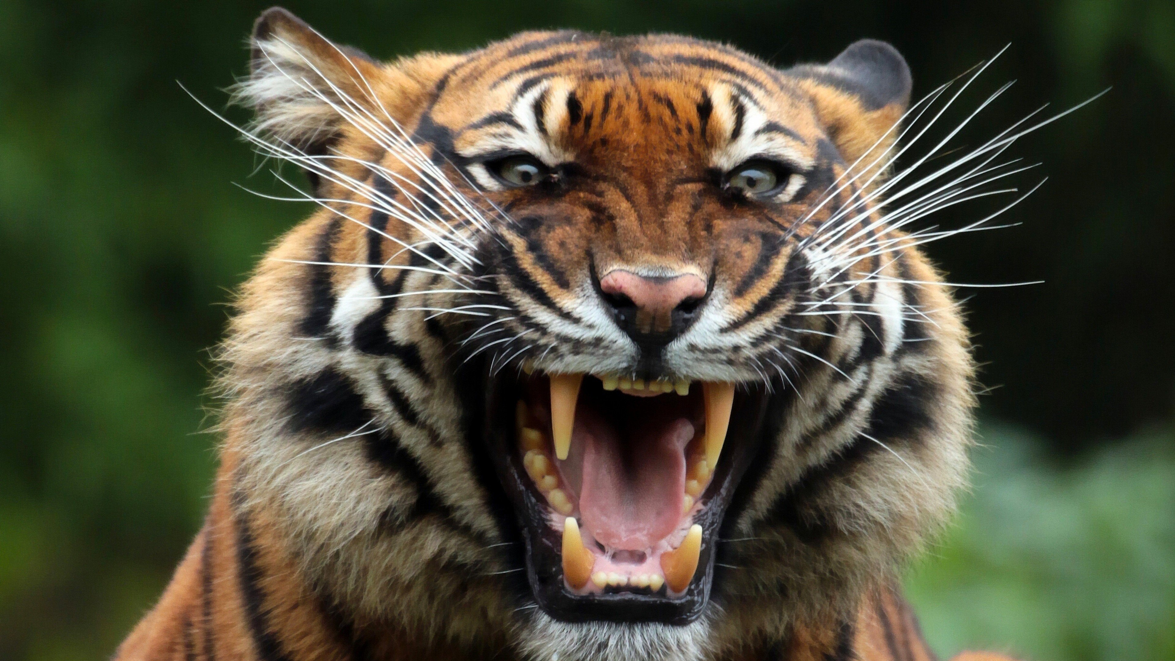 Tiger Teeths, HD Animals, 4k Wallpapers, Images, Backgrounds, Photos