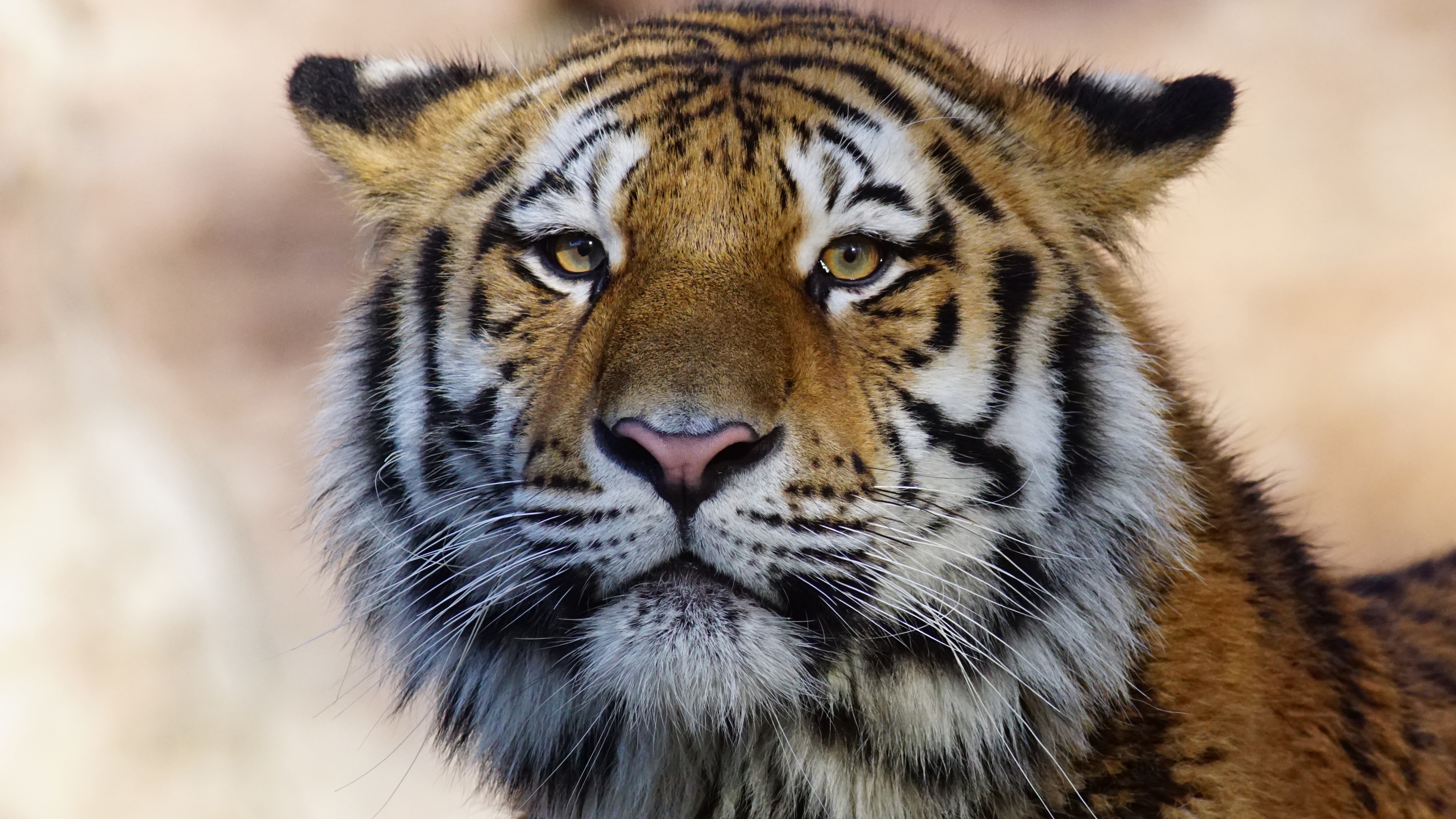 Tiger Wild Animal 4K, Hd Animals, 4K Wallpapers, Images, Backgrounds