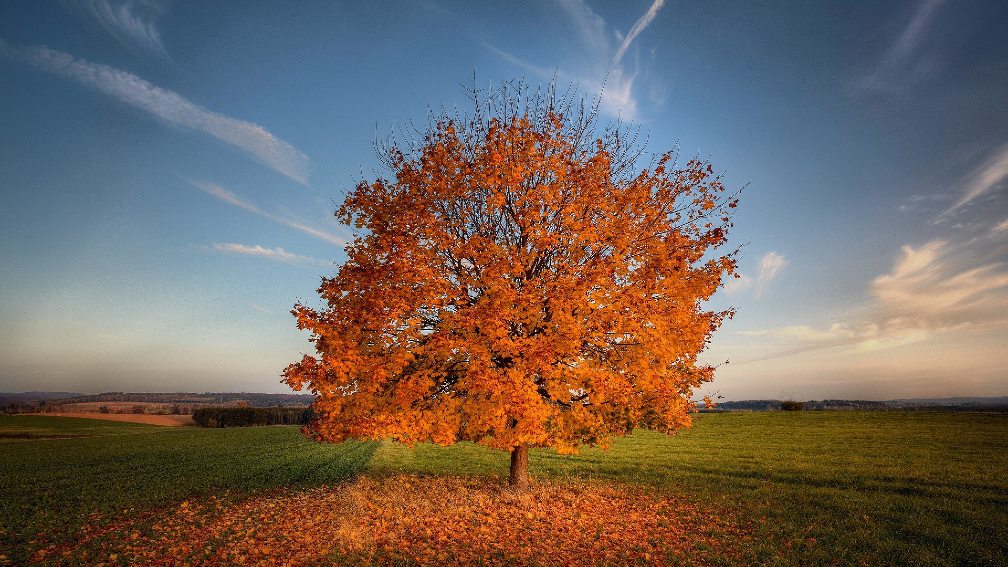 Tree Autumn Field, HD Nature, 4k Wallpapers, Images, Backgrounds