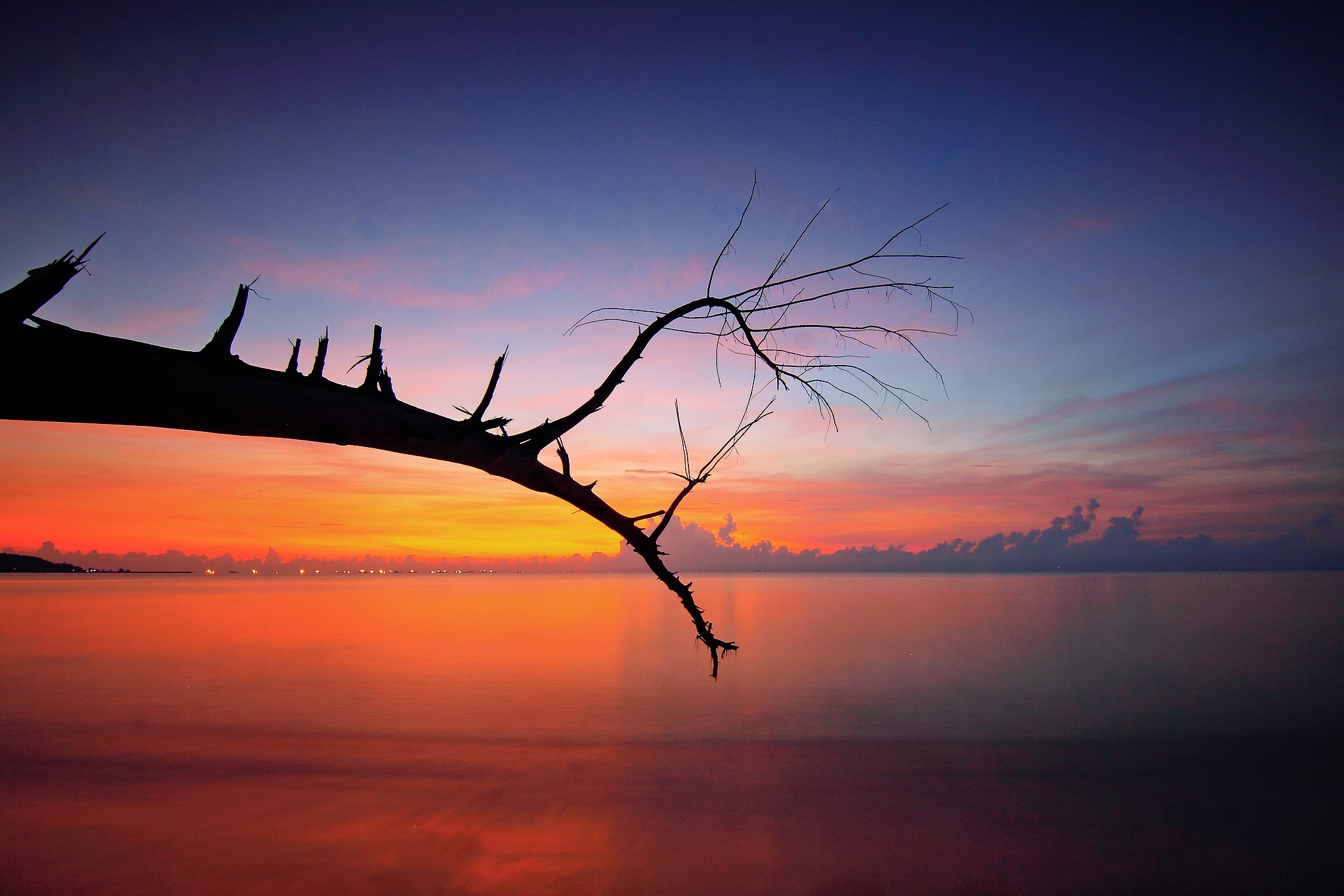 Tree Branch Sunset View, HD Nature, 4k Wallpapers, Images, Backgrounds