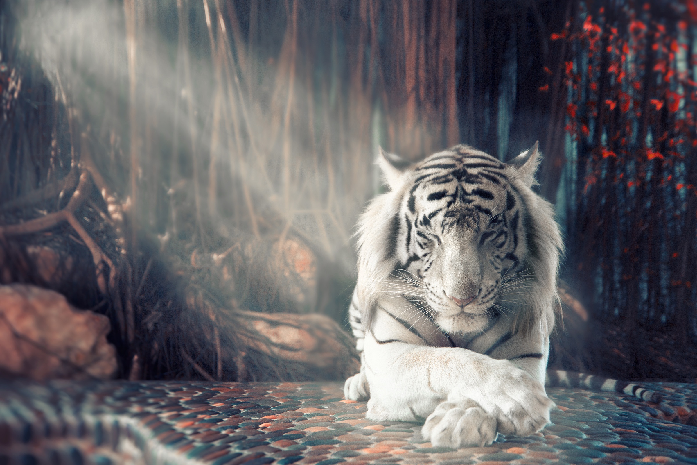 White Tiger Dreamy, HD Animals, 4k Wallpapers, Images, Backgrounds