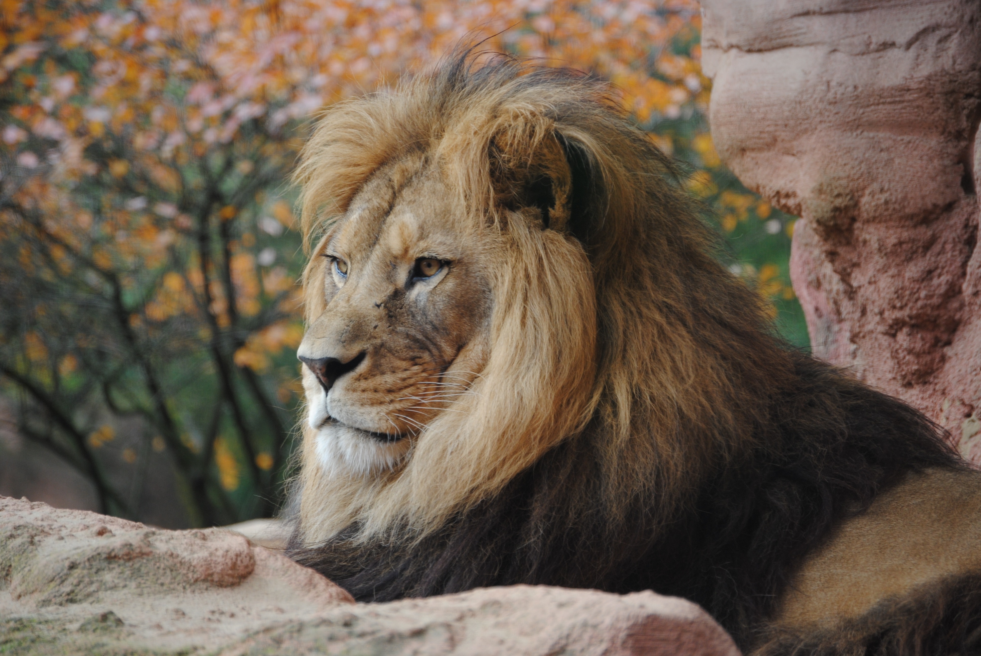 Wild Lion  4k  HD Animals 4k  Wallpapers  Images 